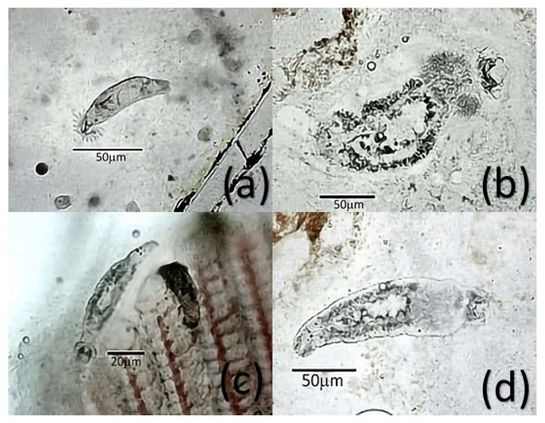 Pathogens 11 01076 g002