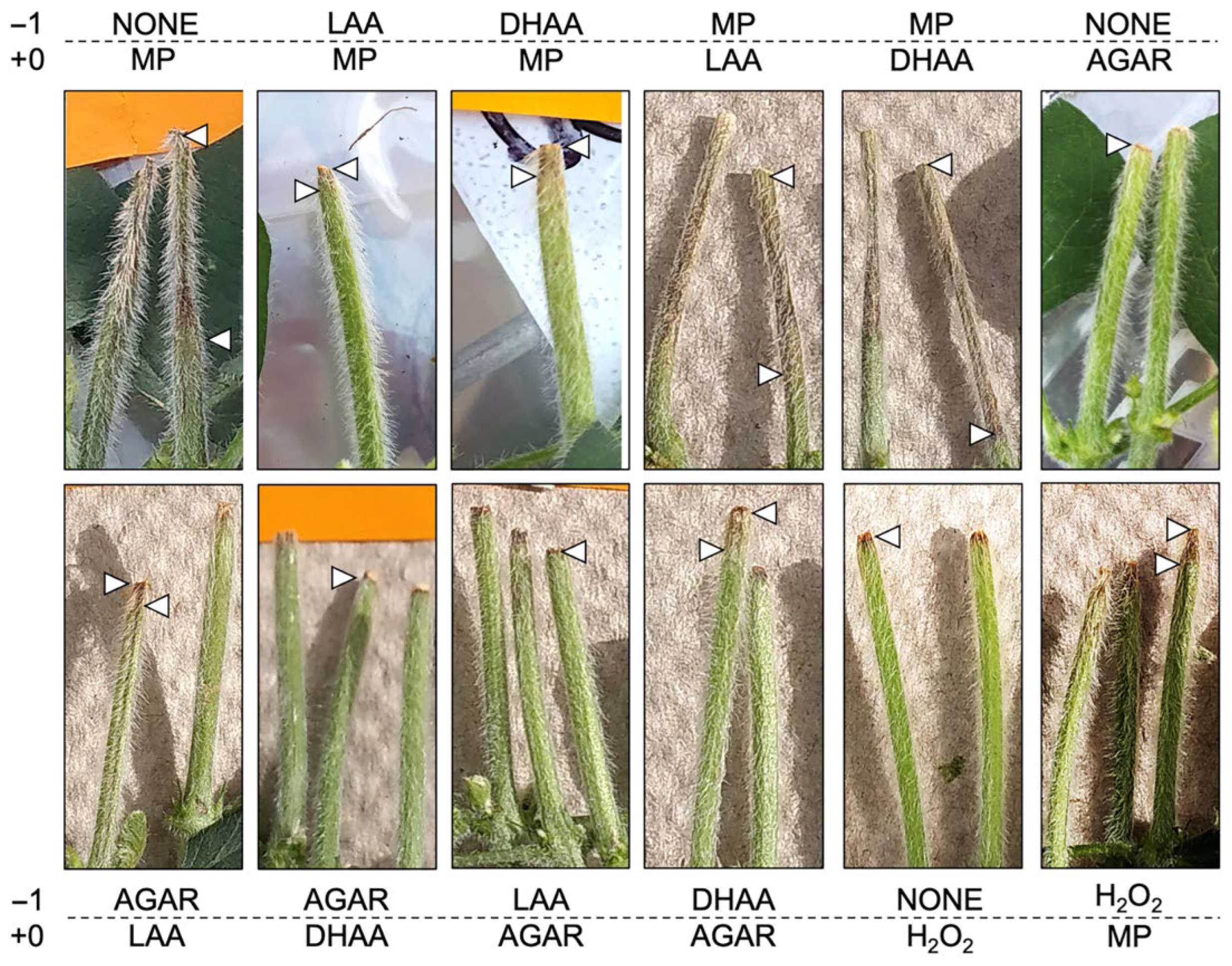 Pathogens 11 01117 g006