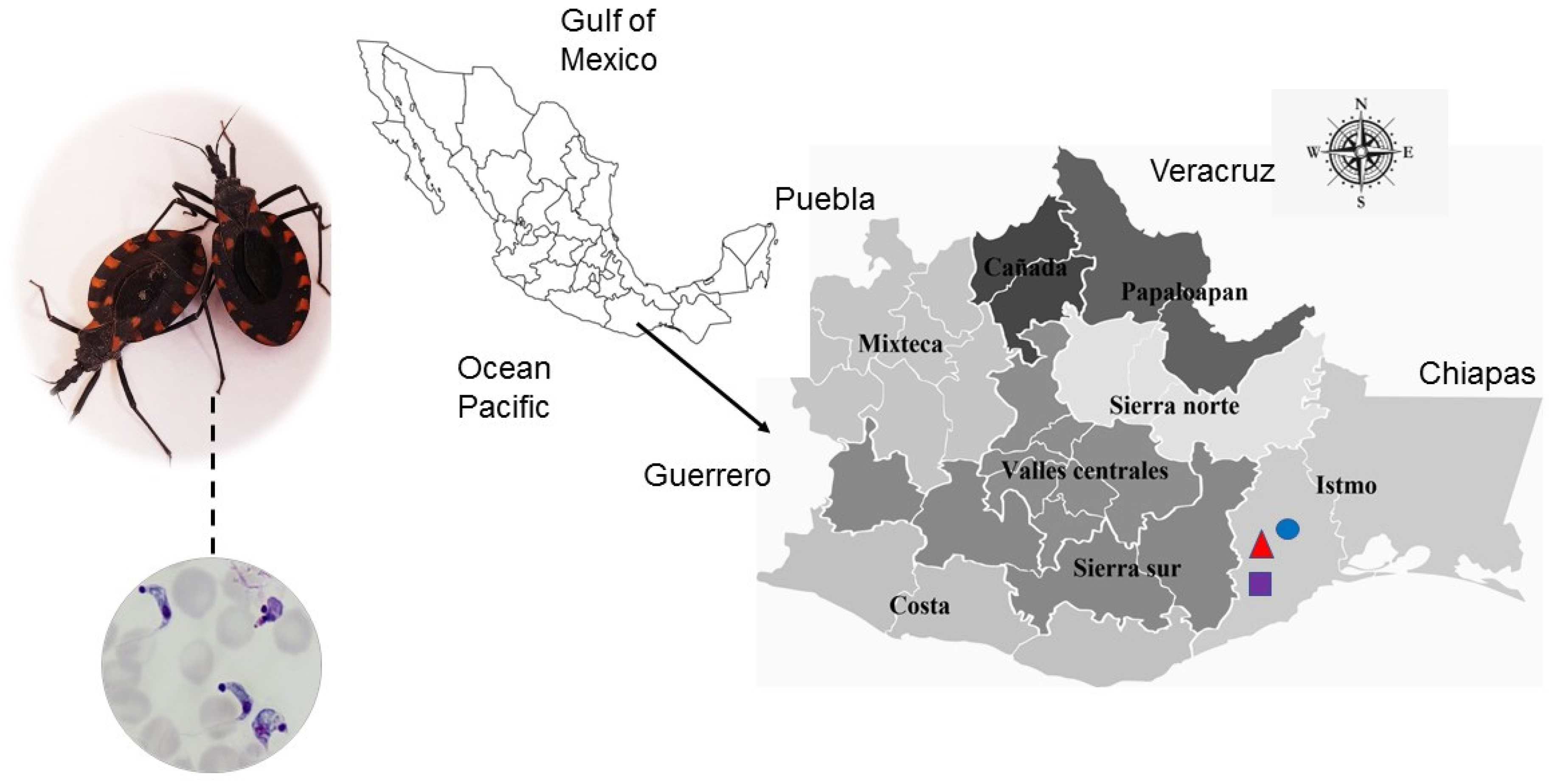 Indices measuring triatomine prevention practices related to (A) rodent