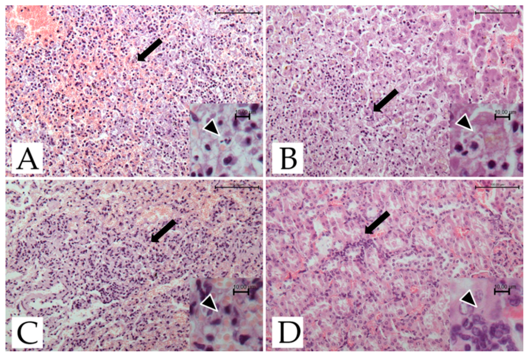 Pathogens 11 01142 g001 Pathogens 11 01142 g001