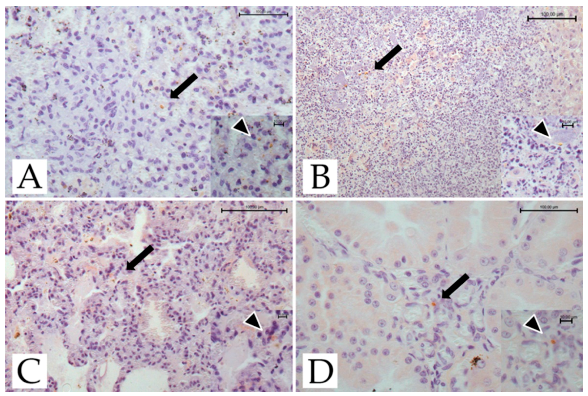 Pathogens 11 01142 g002 Pathogens 11 01142 g002