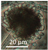 Pathogens 11 01171 i004 Pathogens 11 01171 i004
