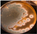 Pathogens 11 01171 i007 Pathogens 11 01171 i007