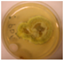 Pathogens 11 01171 i011 Pathogens 11 01171 i011