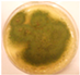 Pathogens 11 01171 i013 Pathogens 11 01171 i013