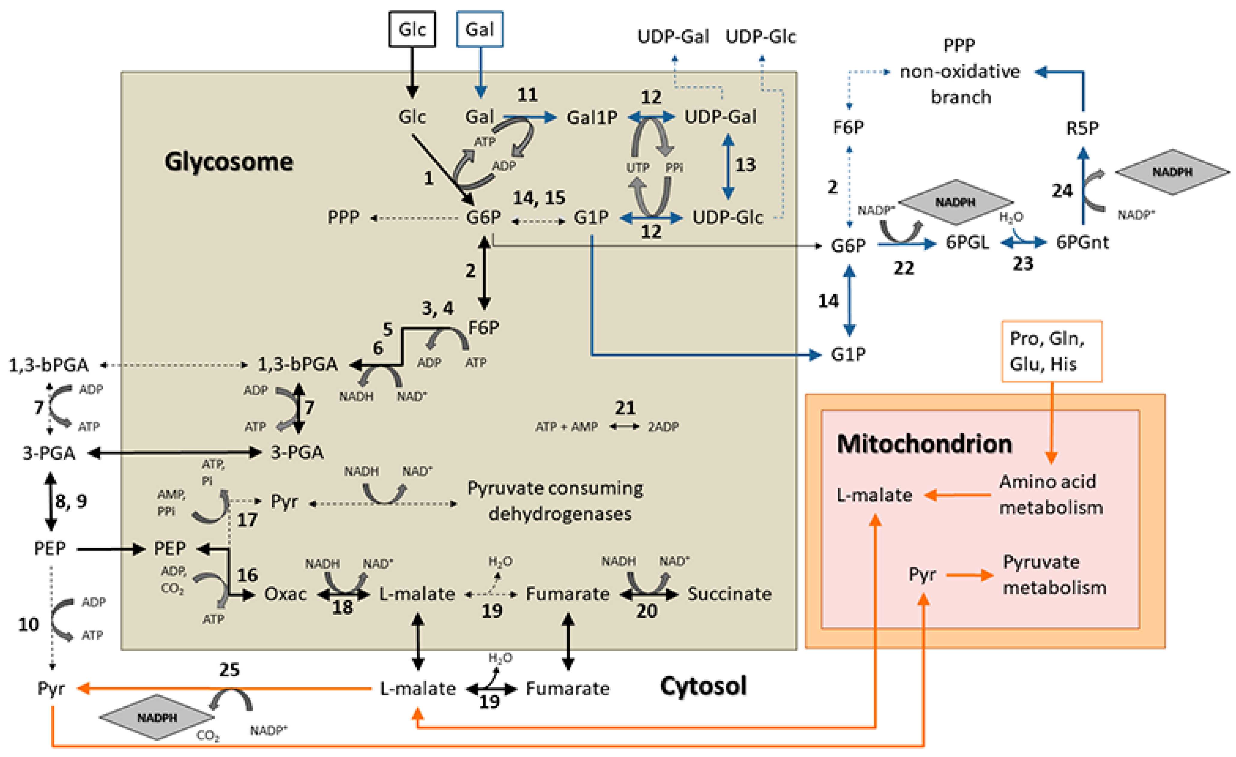 Pathogens 11 01174 g005 Pathogens 11 01174 g005