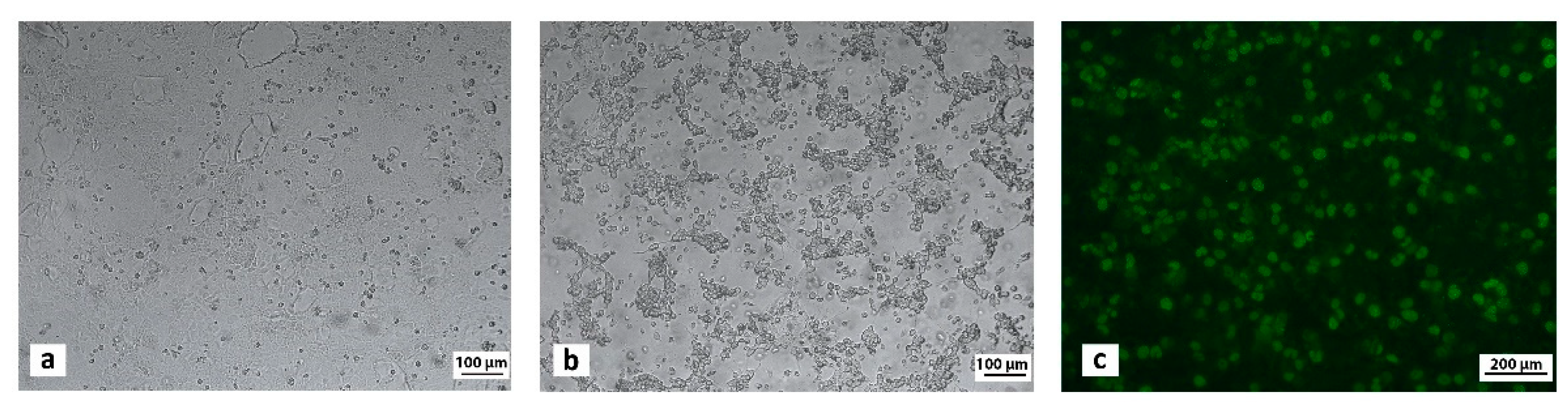 Pathogens | Free Full-Text | Study on the Canine Adenovirus Type 1