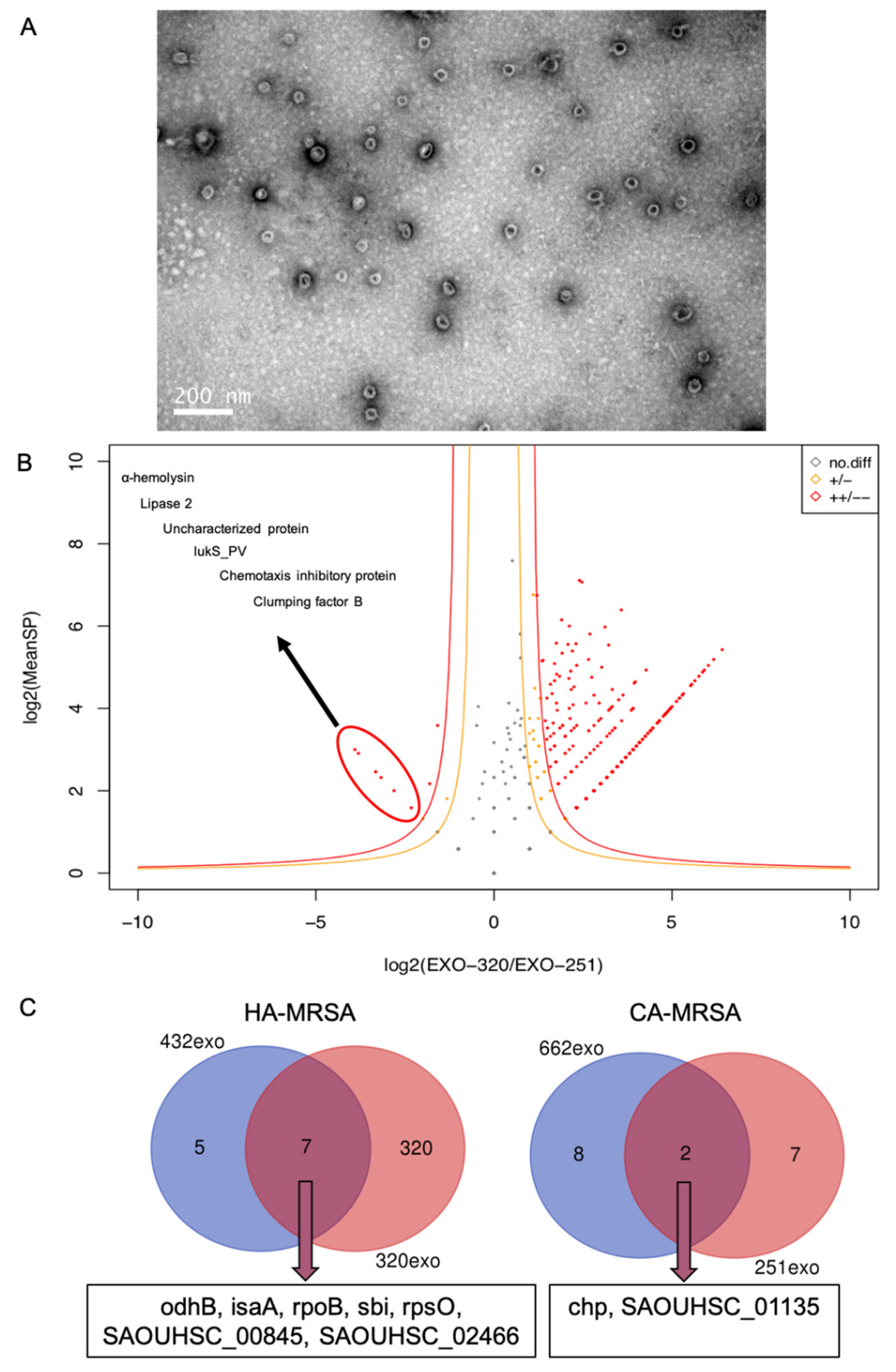 Release of Staphylococcus aureus extracellular vesicles and their  application as a vaccine platform