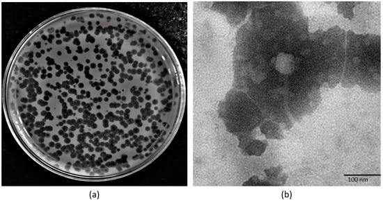 Pathogens Free Full Text Genome Analysis And Antibiofilm Activity Of Phage 590b Against 