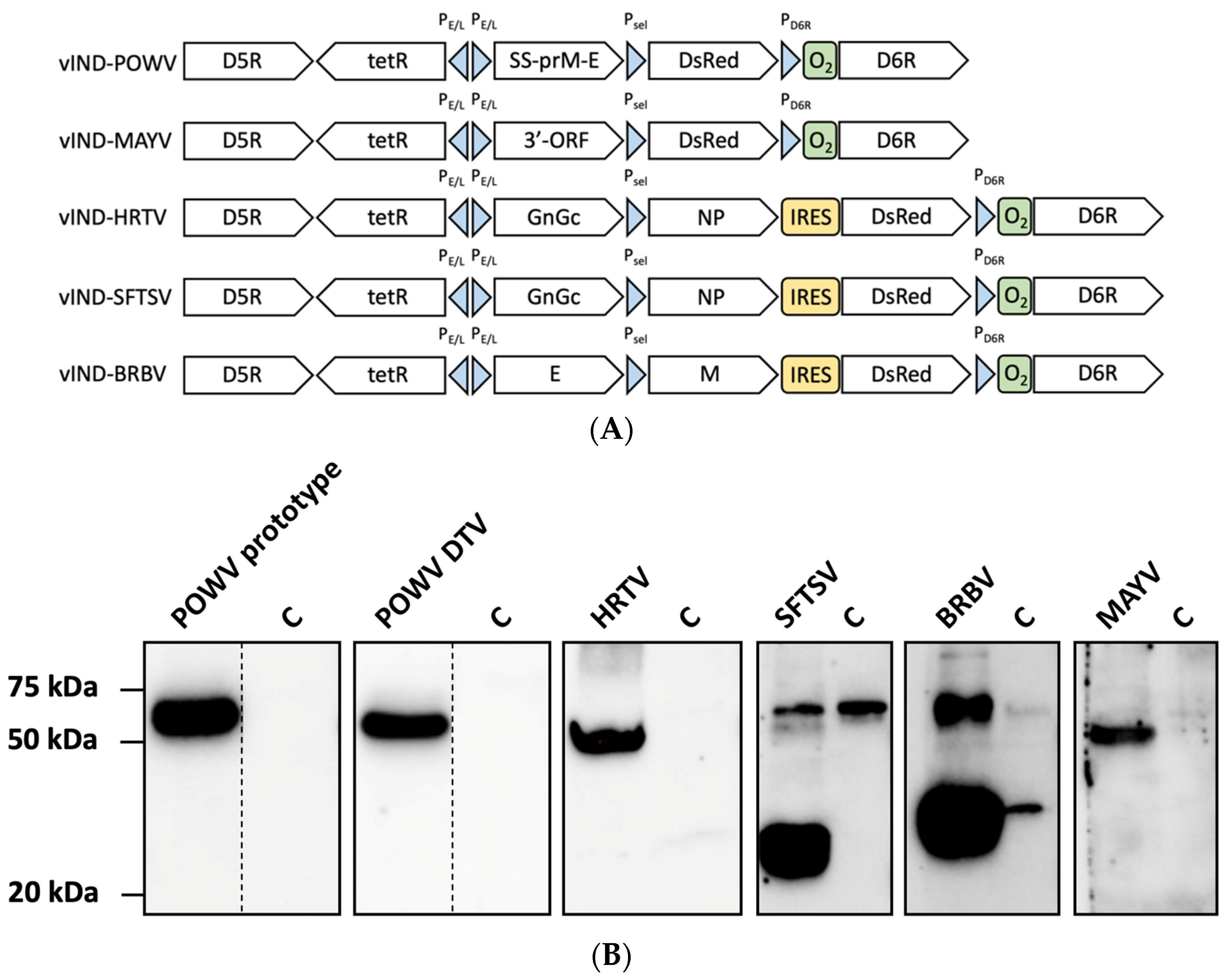 Pathogens 11 01505 g002 Pathogens 11 01505 g002