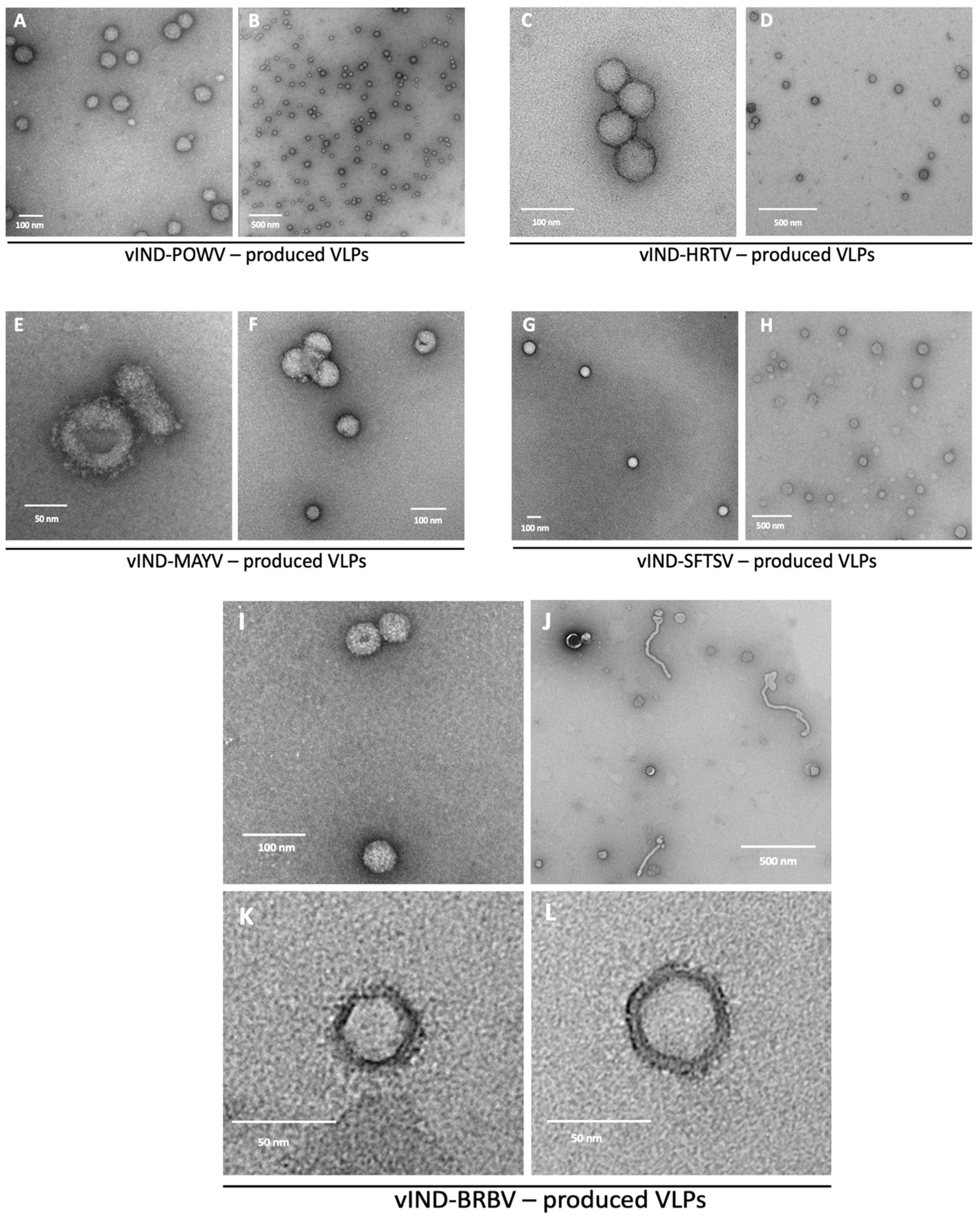 Pathogens 11 01505 g003 Pathogens 11 01505 g003