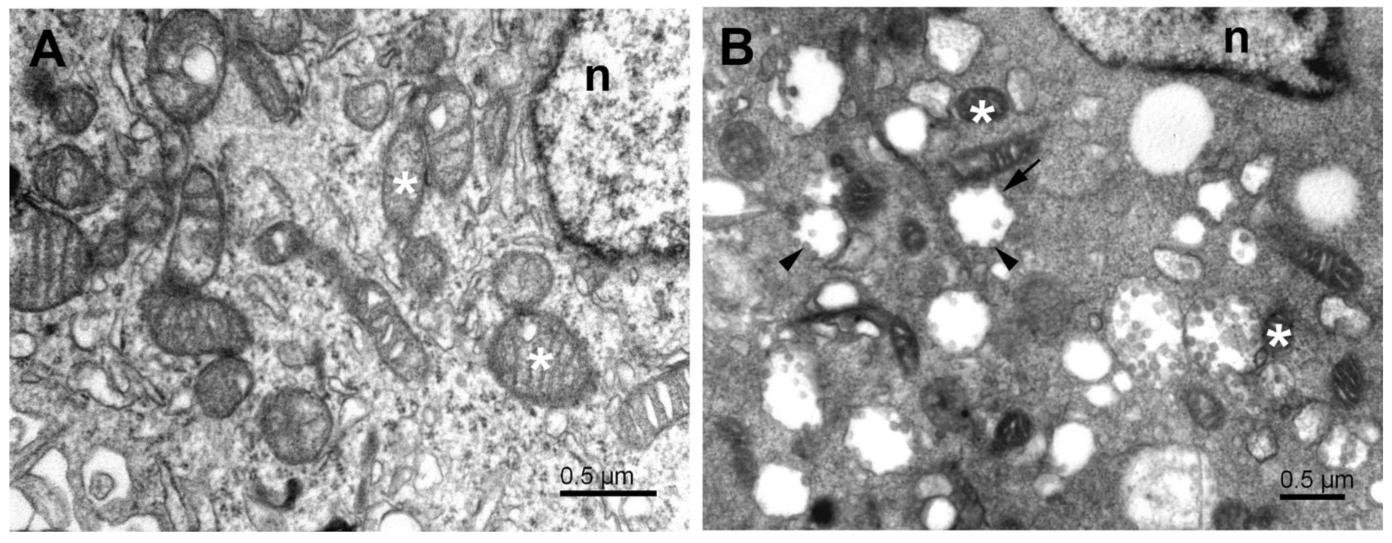 Pathogens 11 01535 g001 Pathogens 11 01535 g001