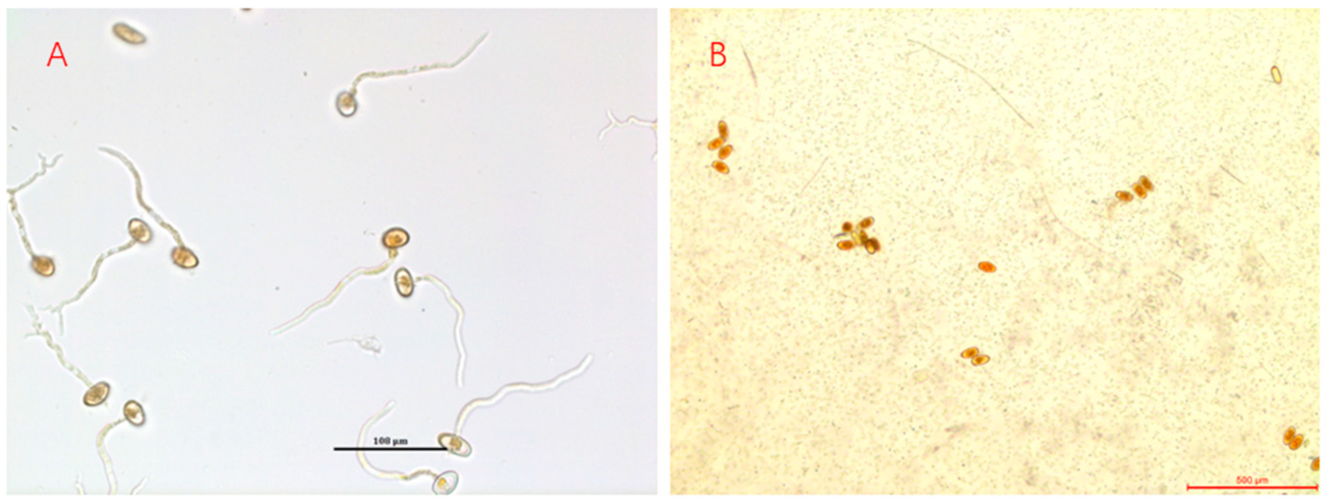 Pathogens 12 00022 g004 Pathogens 12 00022 g004