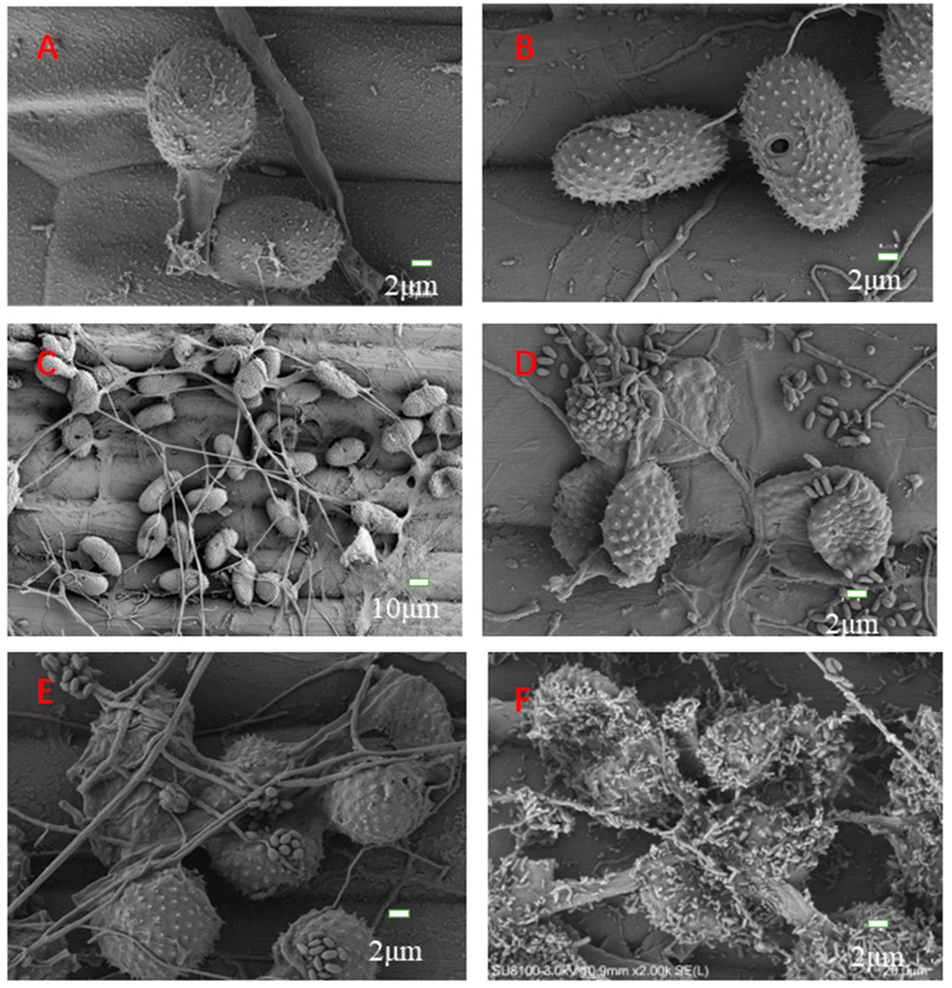 Pathogens 12 00022 g006 Pathogens 12 00022 g006