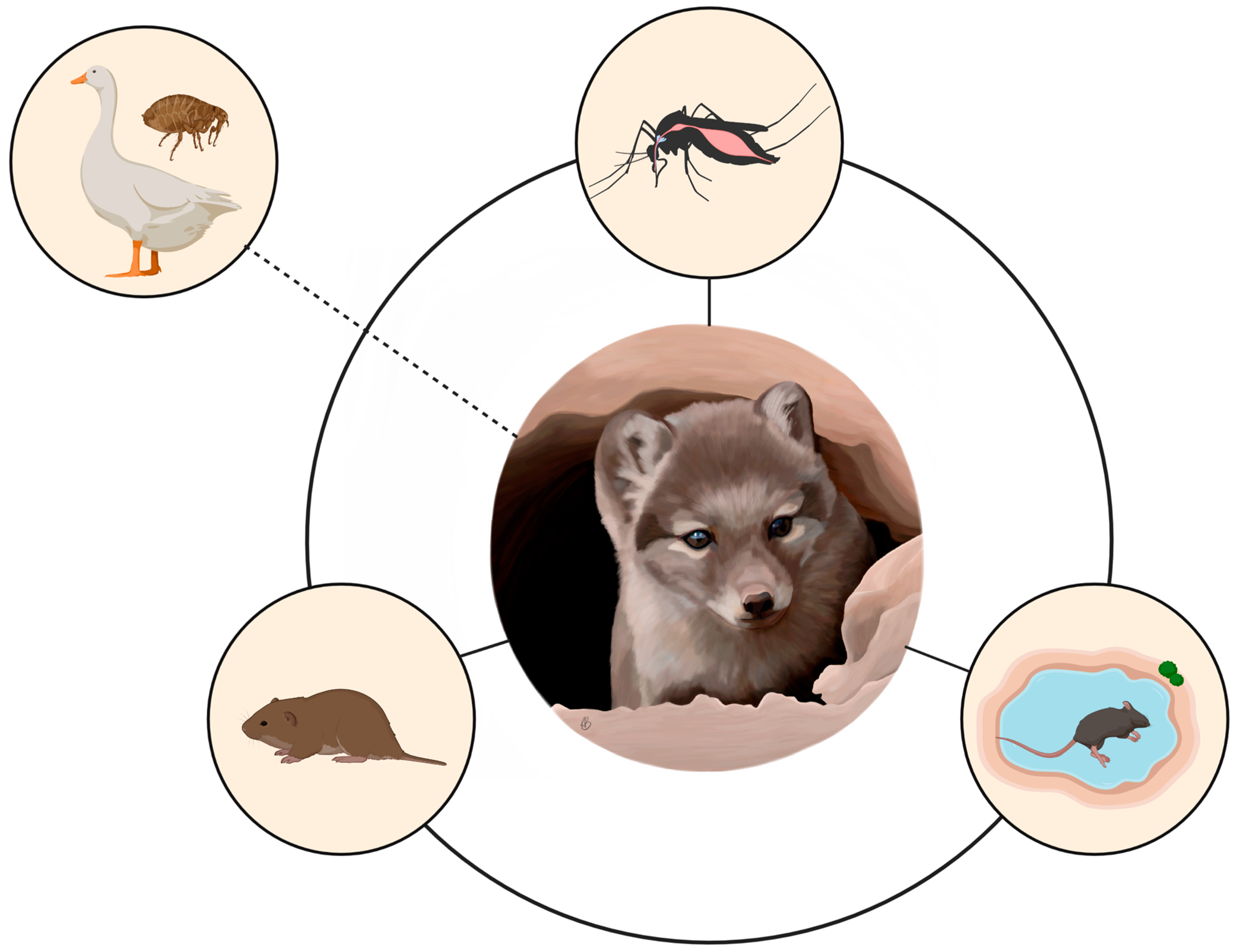 Pathogens | Free Full-Text | Tularemia above the Treeline: Climate and  Rodent Abundance Influences Exposure of a Sentinel Species, the Arctic Fox  (Vulpes lagopus), to Francisella tularensis