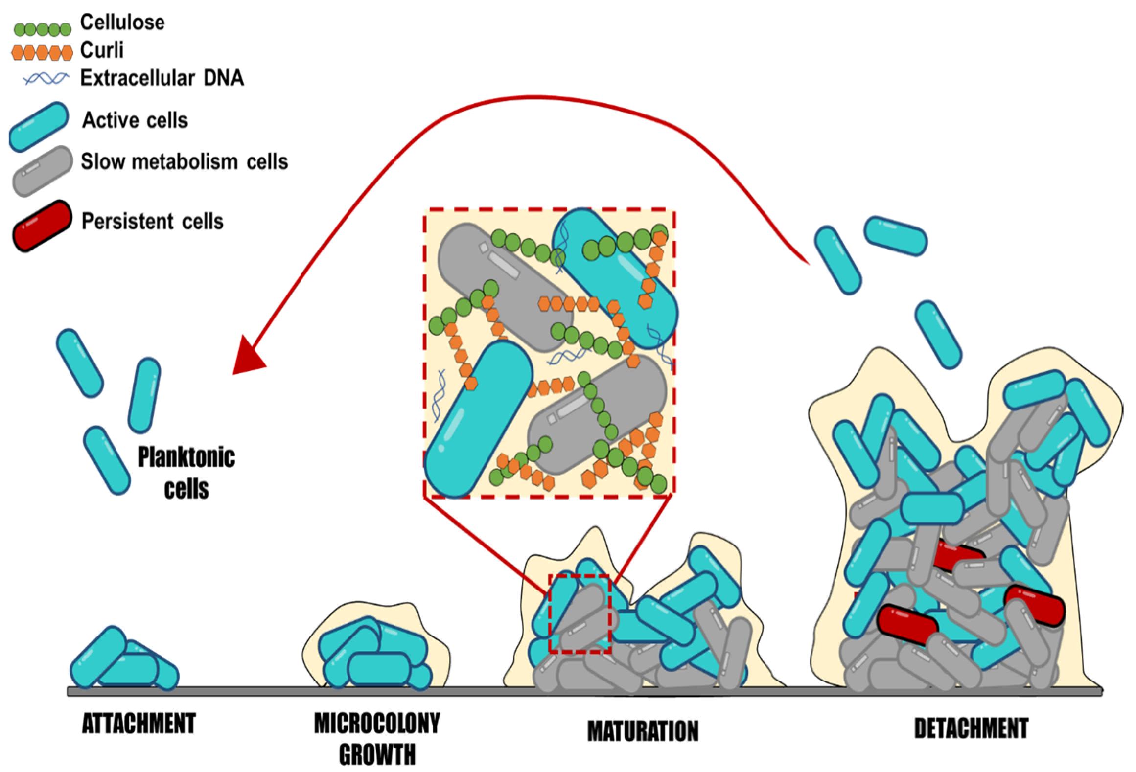 Pathogens | Free Full-Text | Antibiofilm Action Of Plant Terpenes In ...