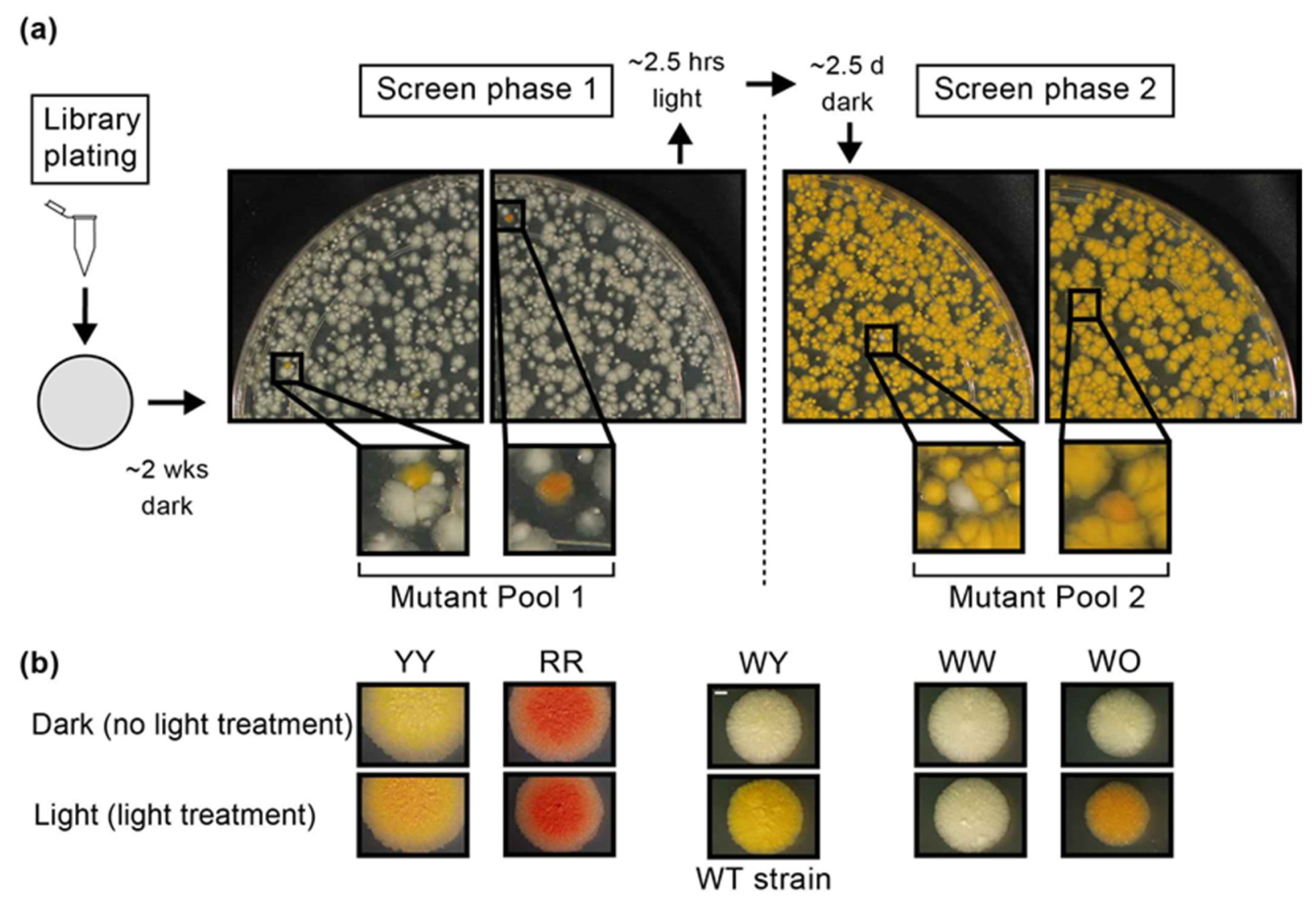 Pathogens 12 00086 g001 Pathogens 12 00086 g001