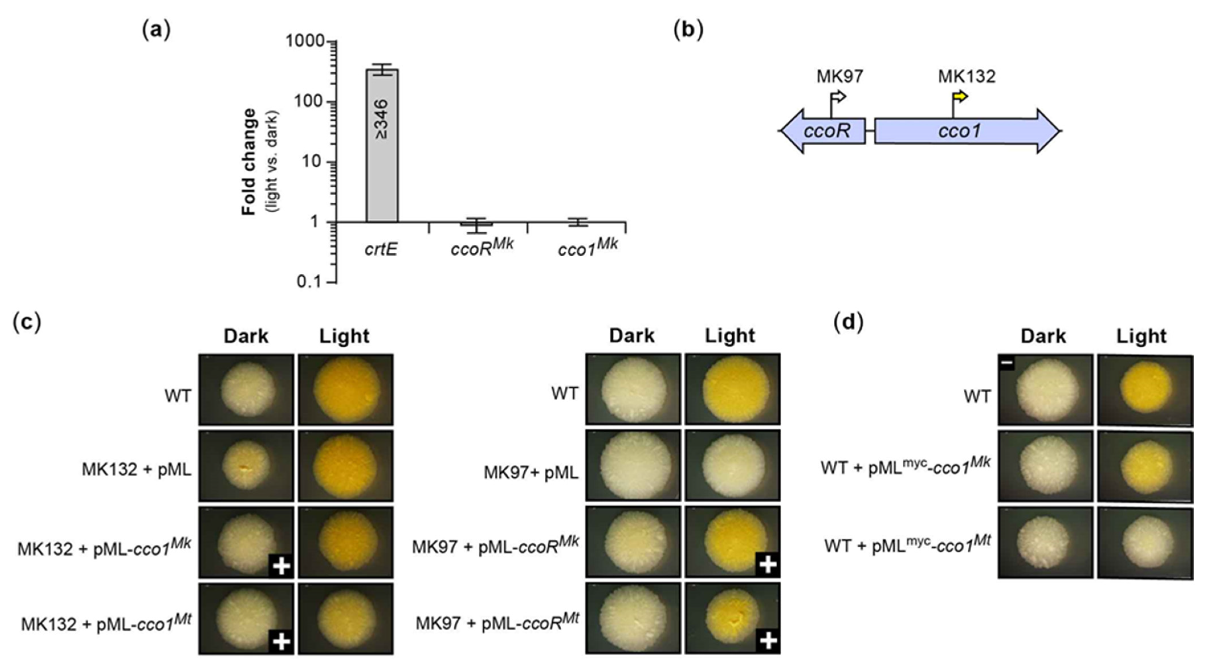 Pathogens 12 00086 g010 Pathogens 12 00086 g010