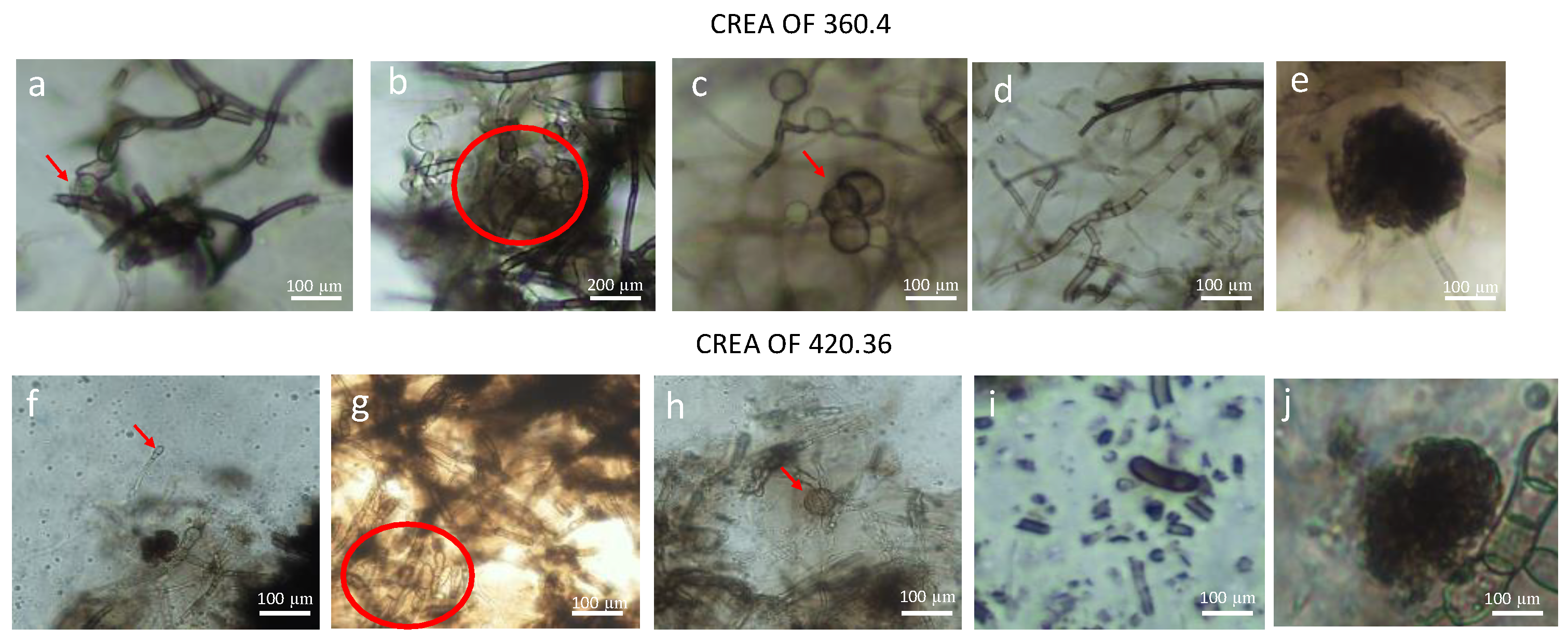 Pathogens 12 00108 g002 Pathogens 12 00108 g002