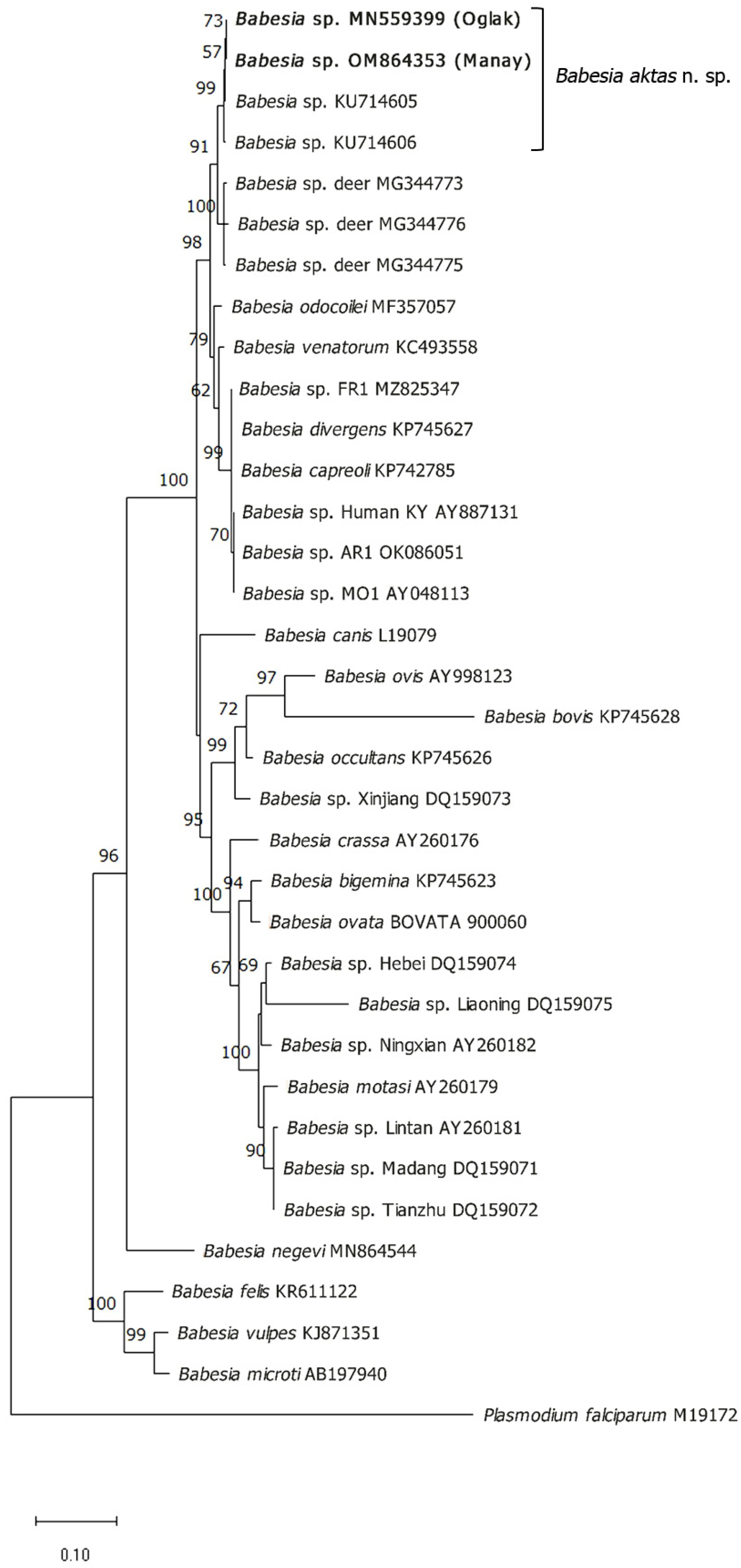Pathogens | Free Full-Text | Discovery of a Novel Species Infecting Goats:  Morphological and Molecular Characterization of Babesia aktasi n. sp.