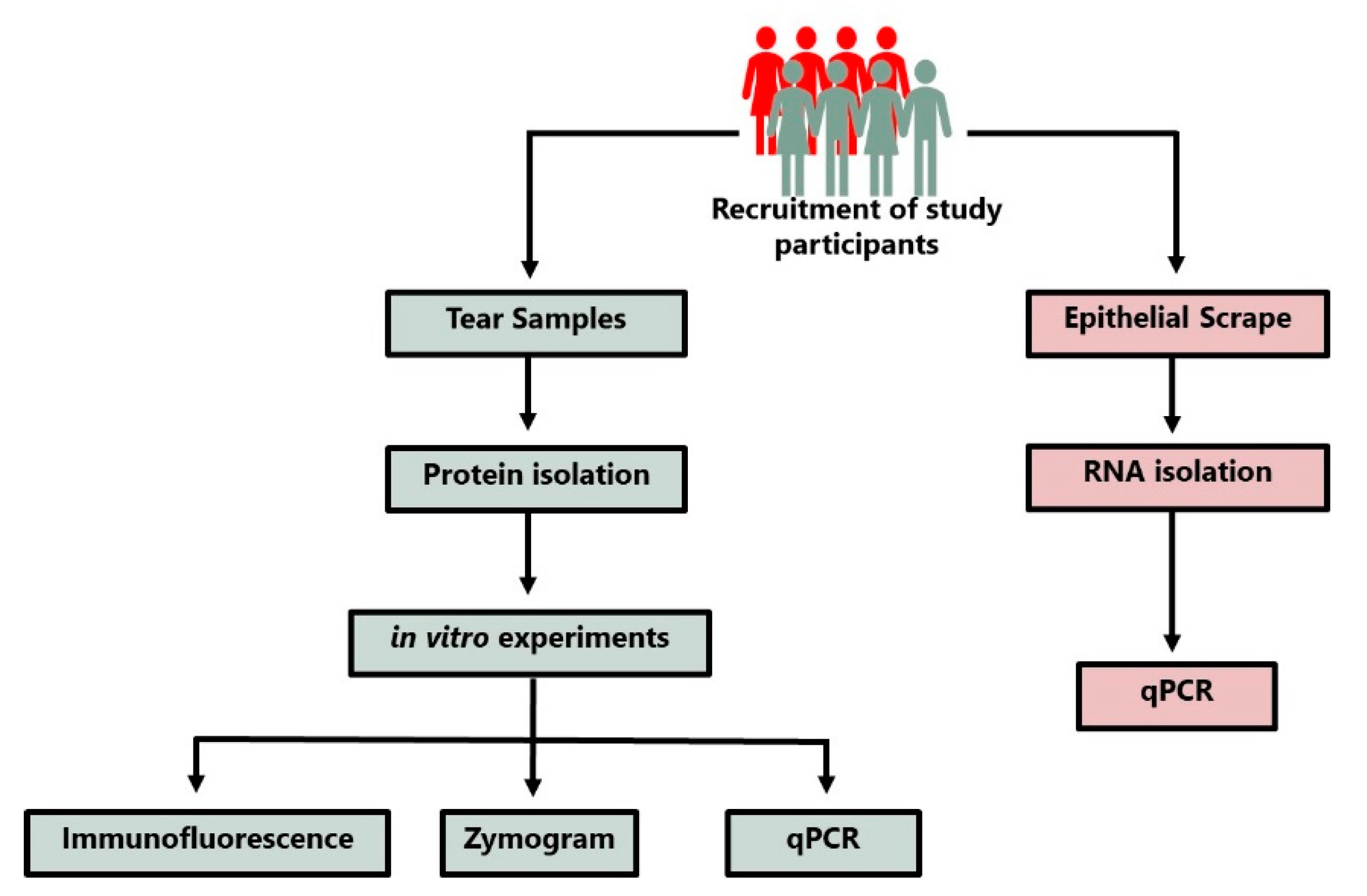 Flow diagram depicting the recruitment of participants and genetic test