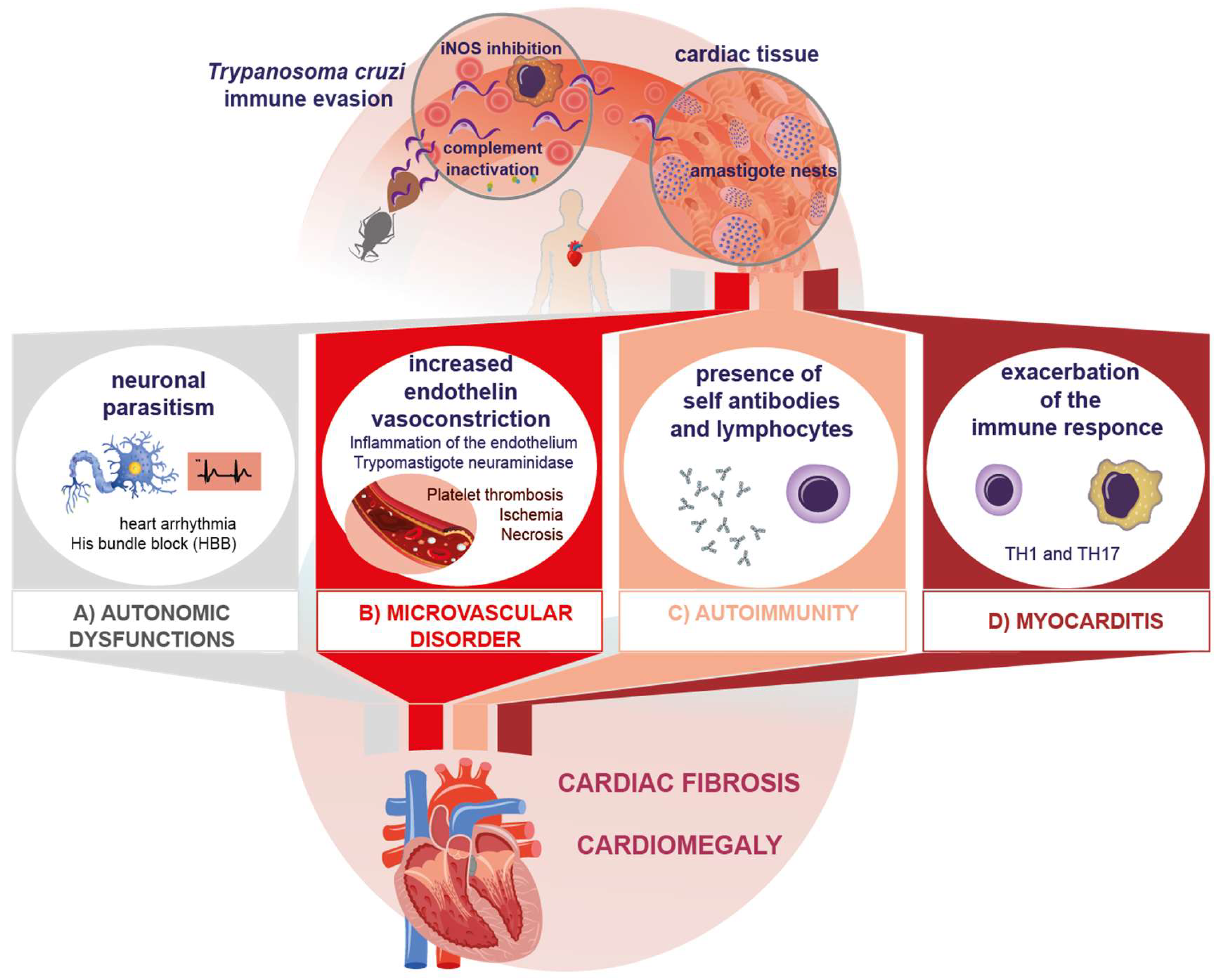 Pathogens | Free Full-Text | Immunopathological Mechanisms Underlying  Cardiac Damage in Chagas Disease