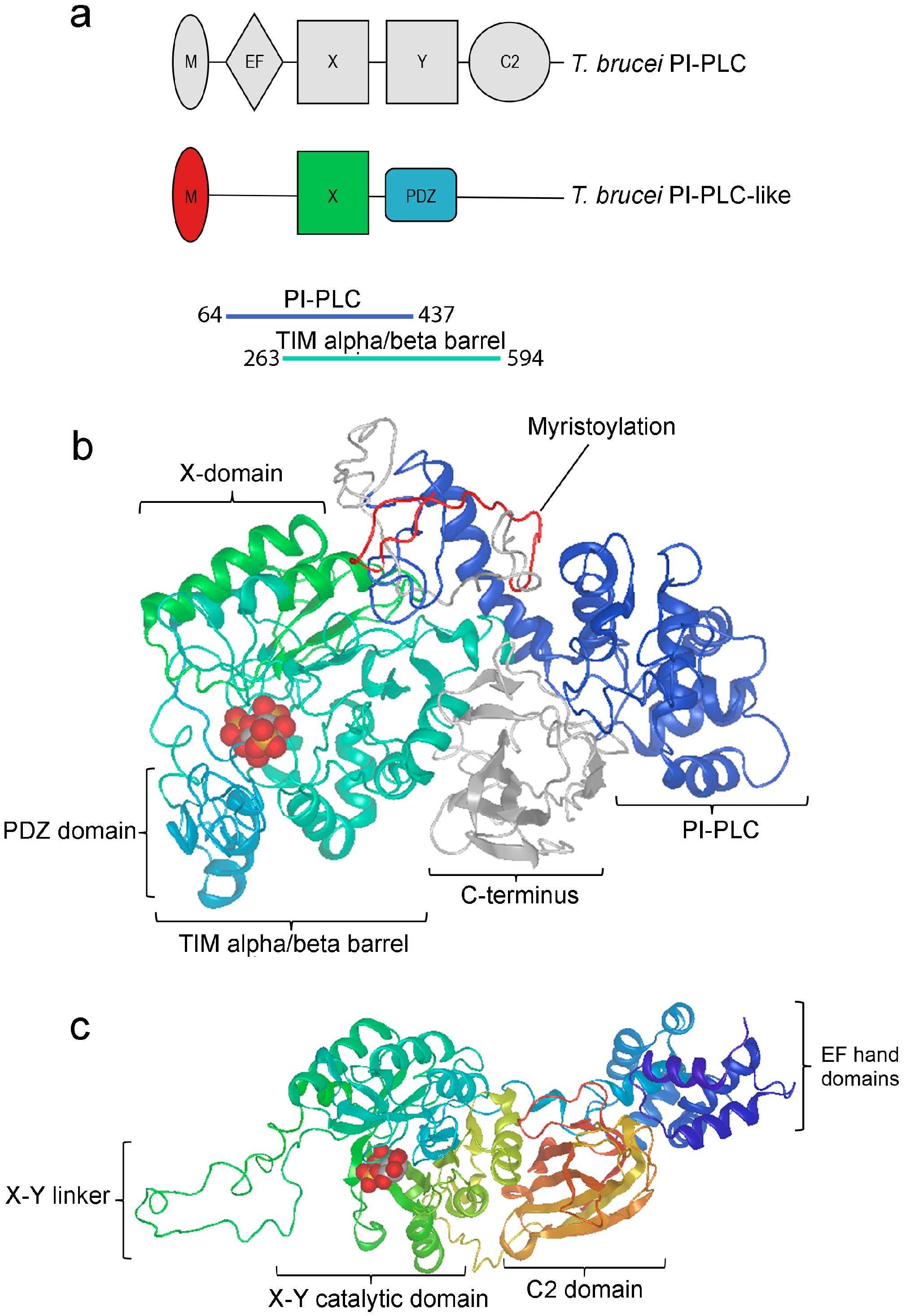 Pathogens Free Full Text An X Domain Phosphoinositide