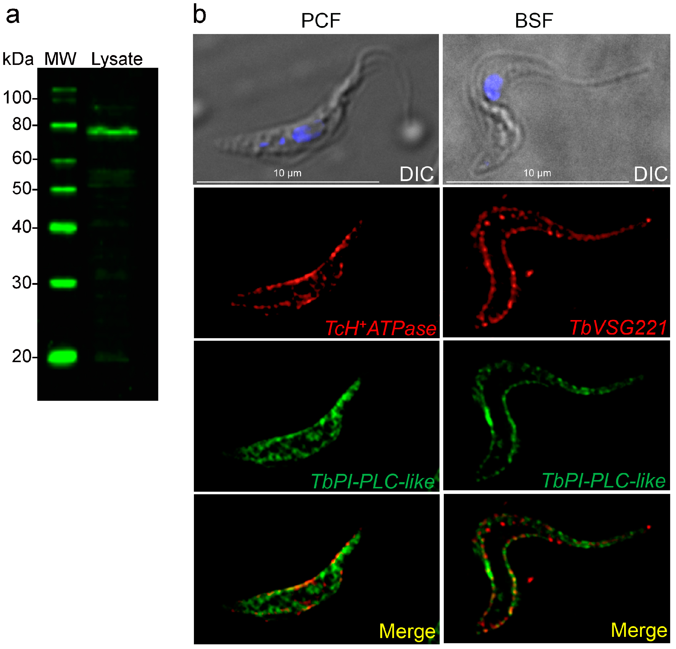 Pathogens 12 00386 g003