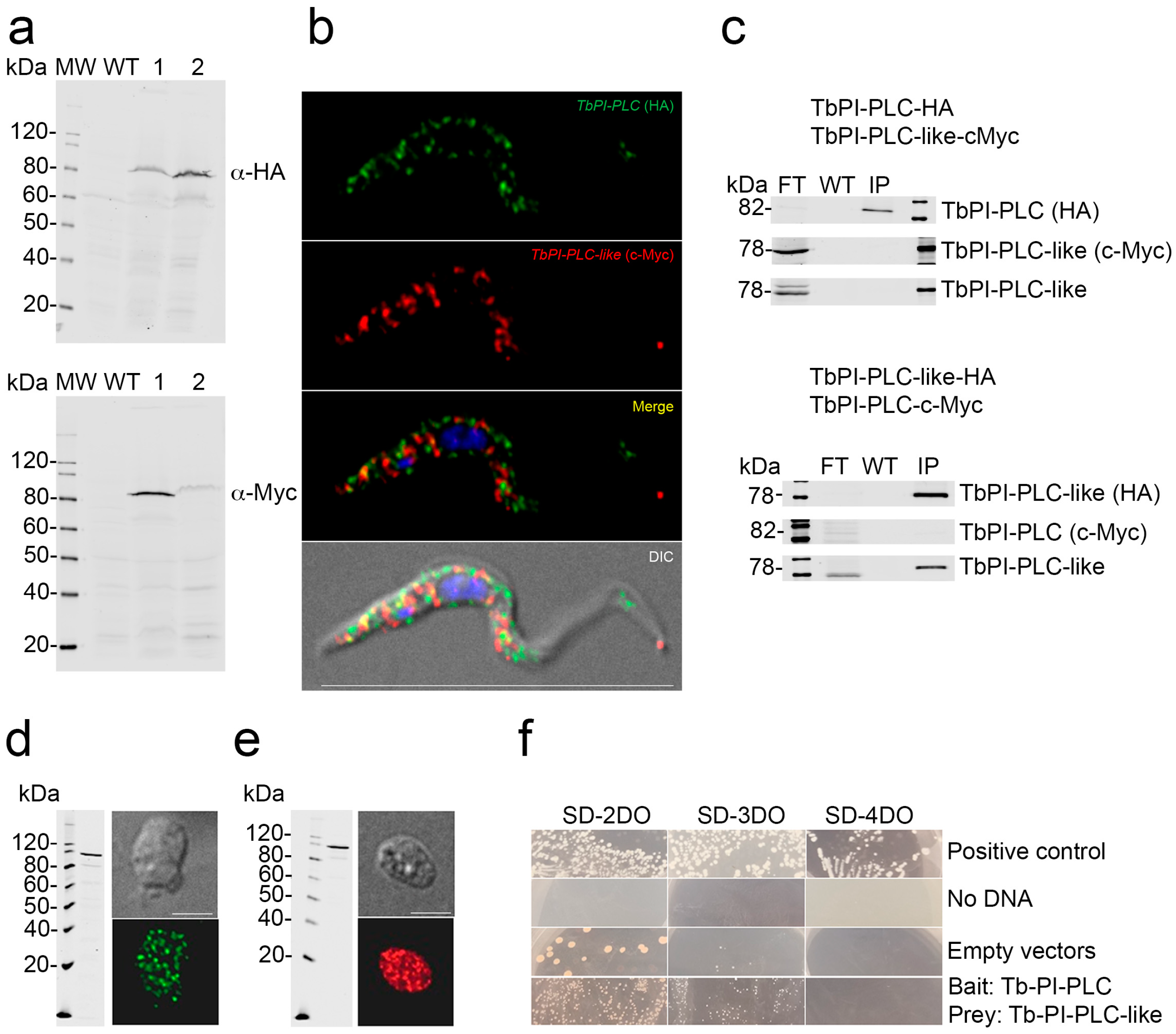 Pathogens 12 00386 g004