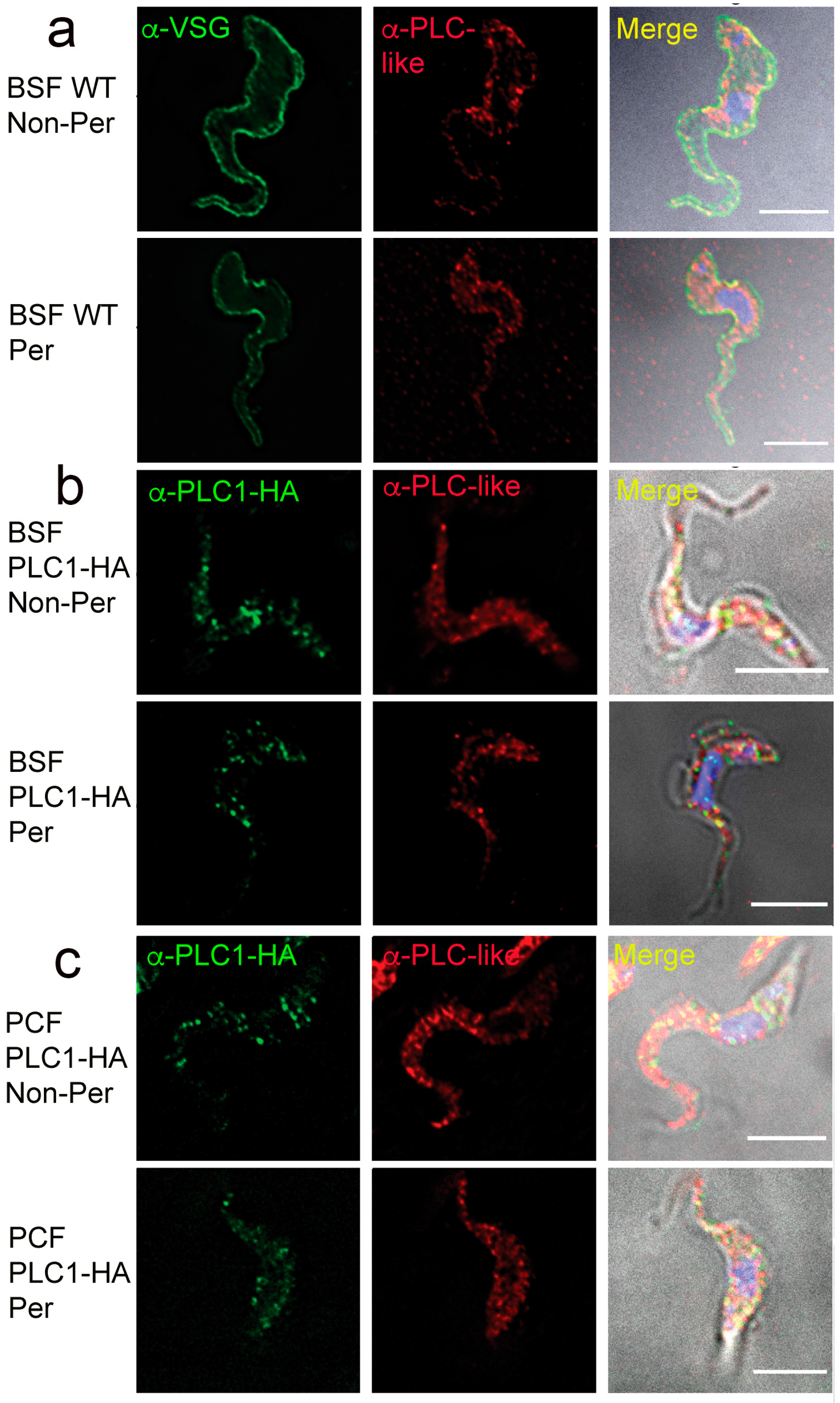 Pathogens 12 00386 g006