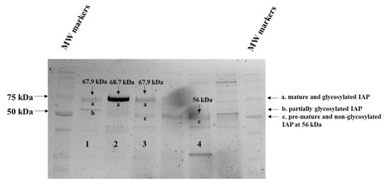 Pathogens | Free Full-Text | Deglycosylation Differentially Regulates ...