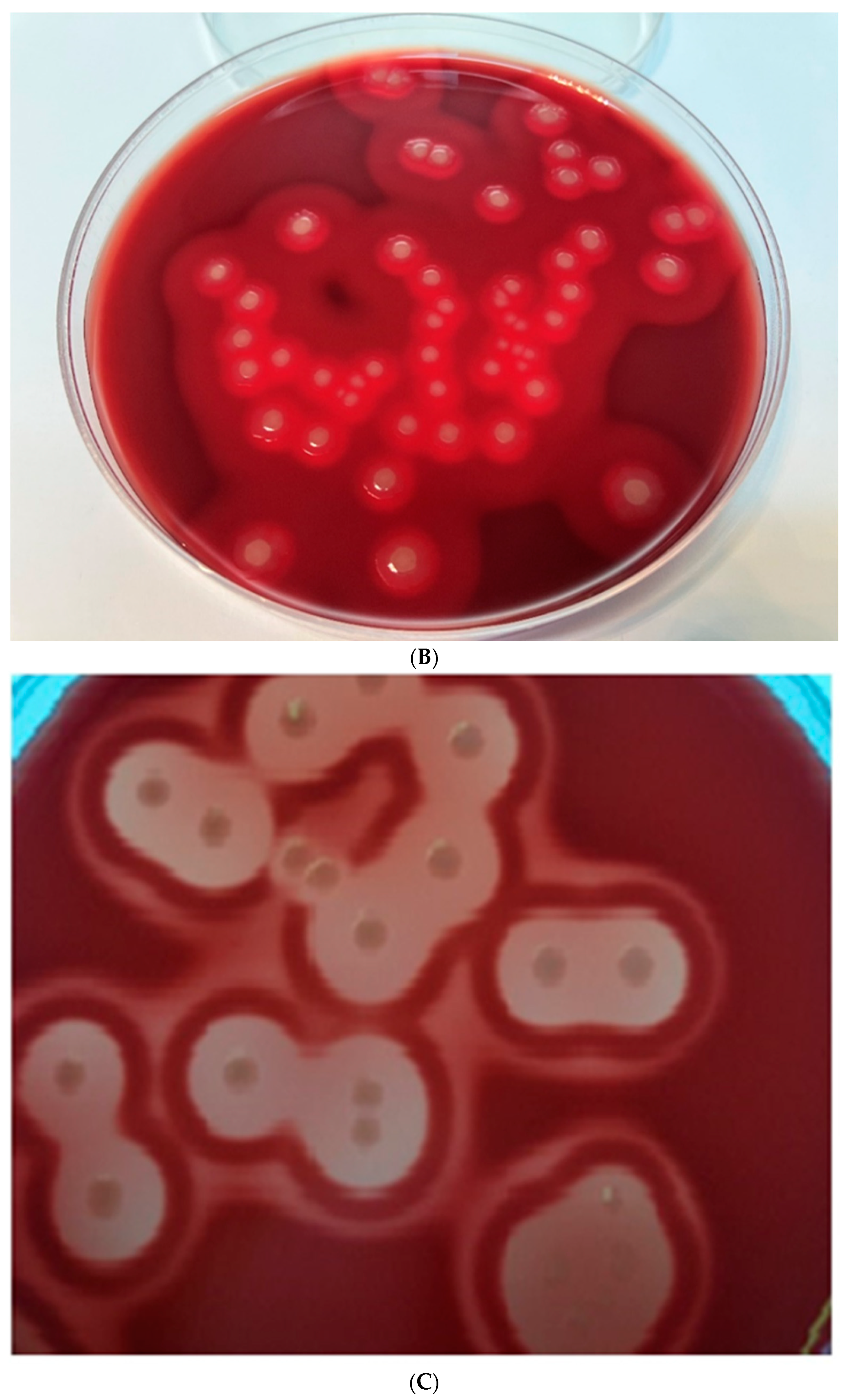 Pathogens 12 00458 g004b Pathogens 12 00458 g004b