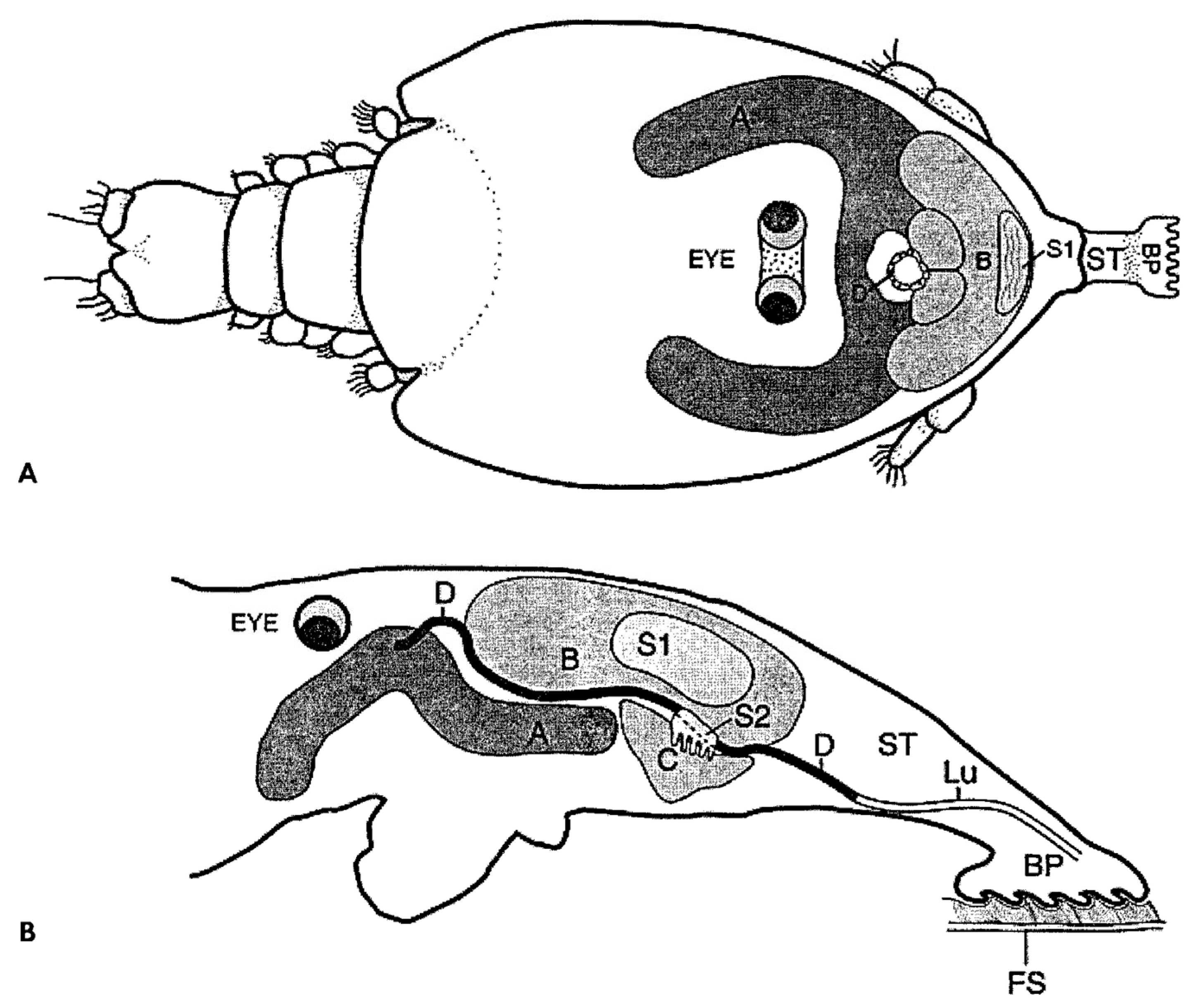 OC Art] I illustrated 12 fish as a scientific plate illustration