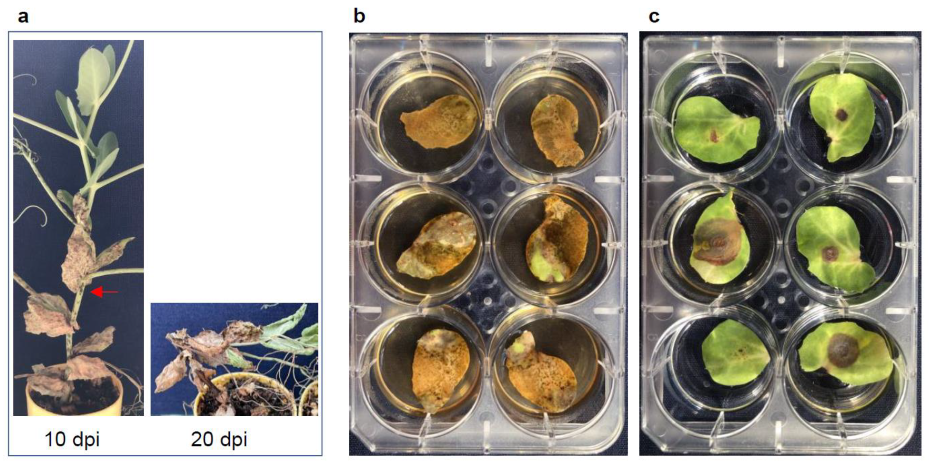 Pathogens 12 00494 g002 Pathogens 12 00494 g002