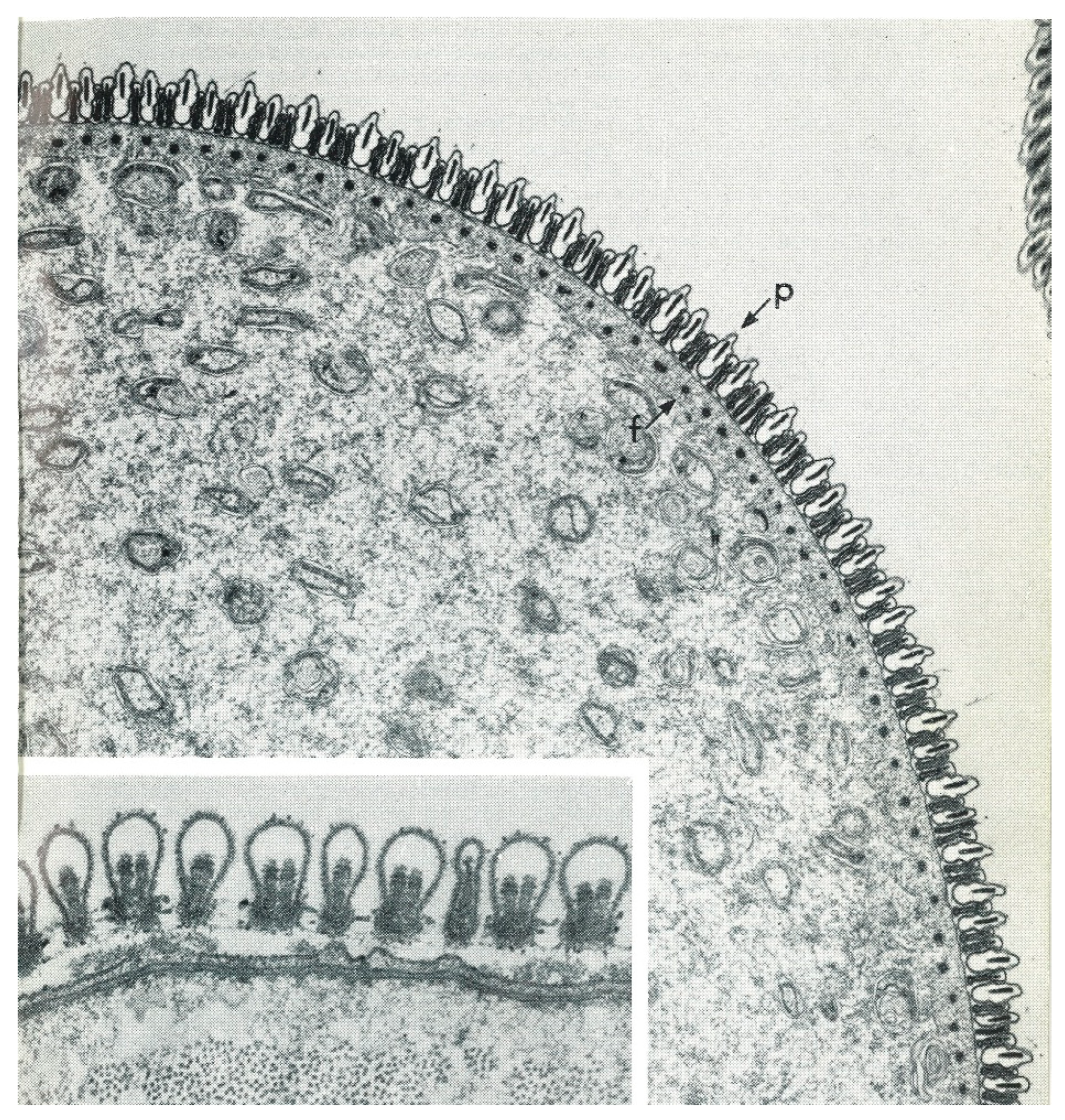 Pathogens 12 00582 g007 Pathogens 12 00582 g007