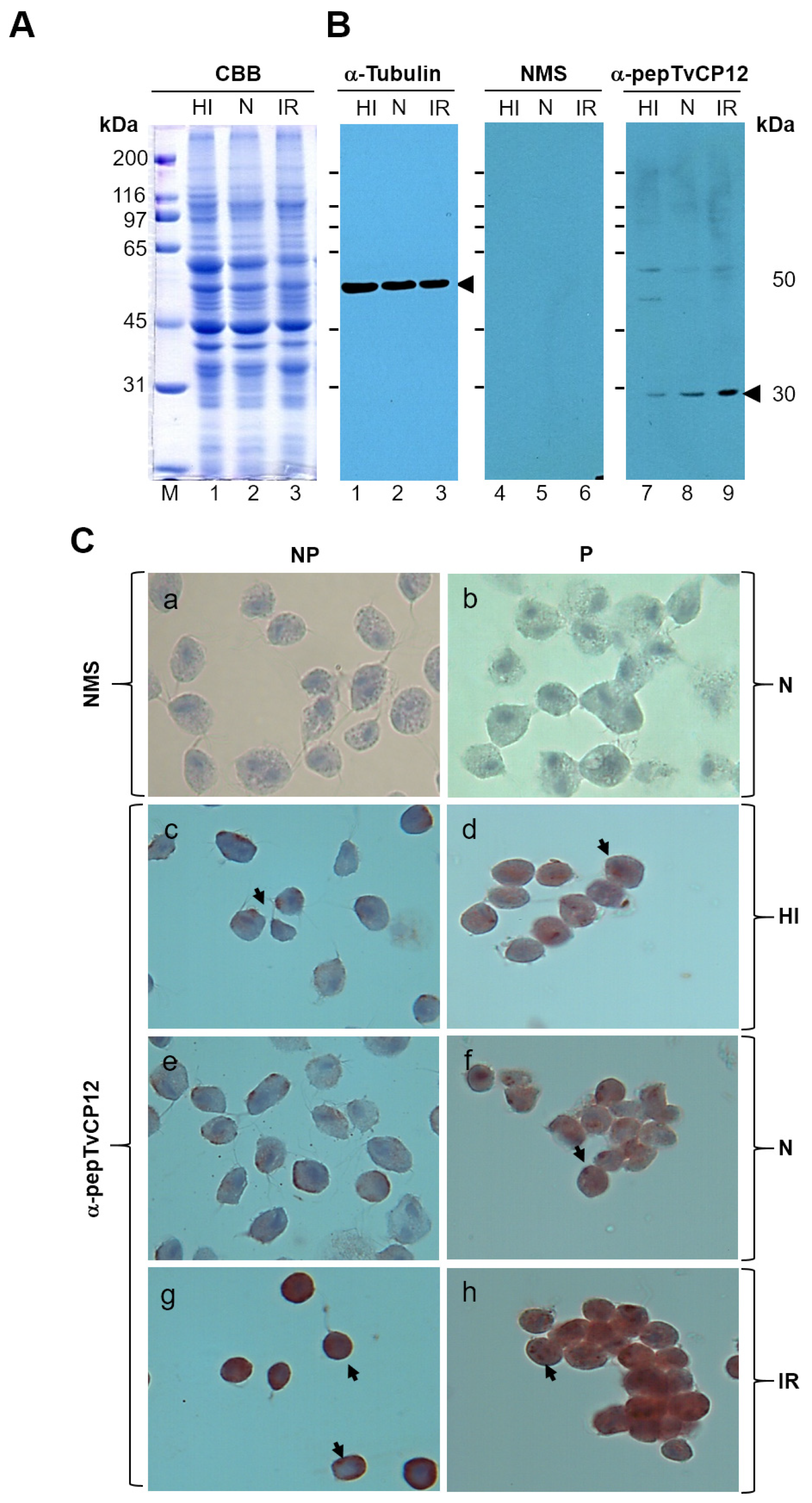 Pathogens 12 00586 g002 Pathogens 12 00586 g002
