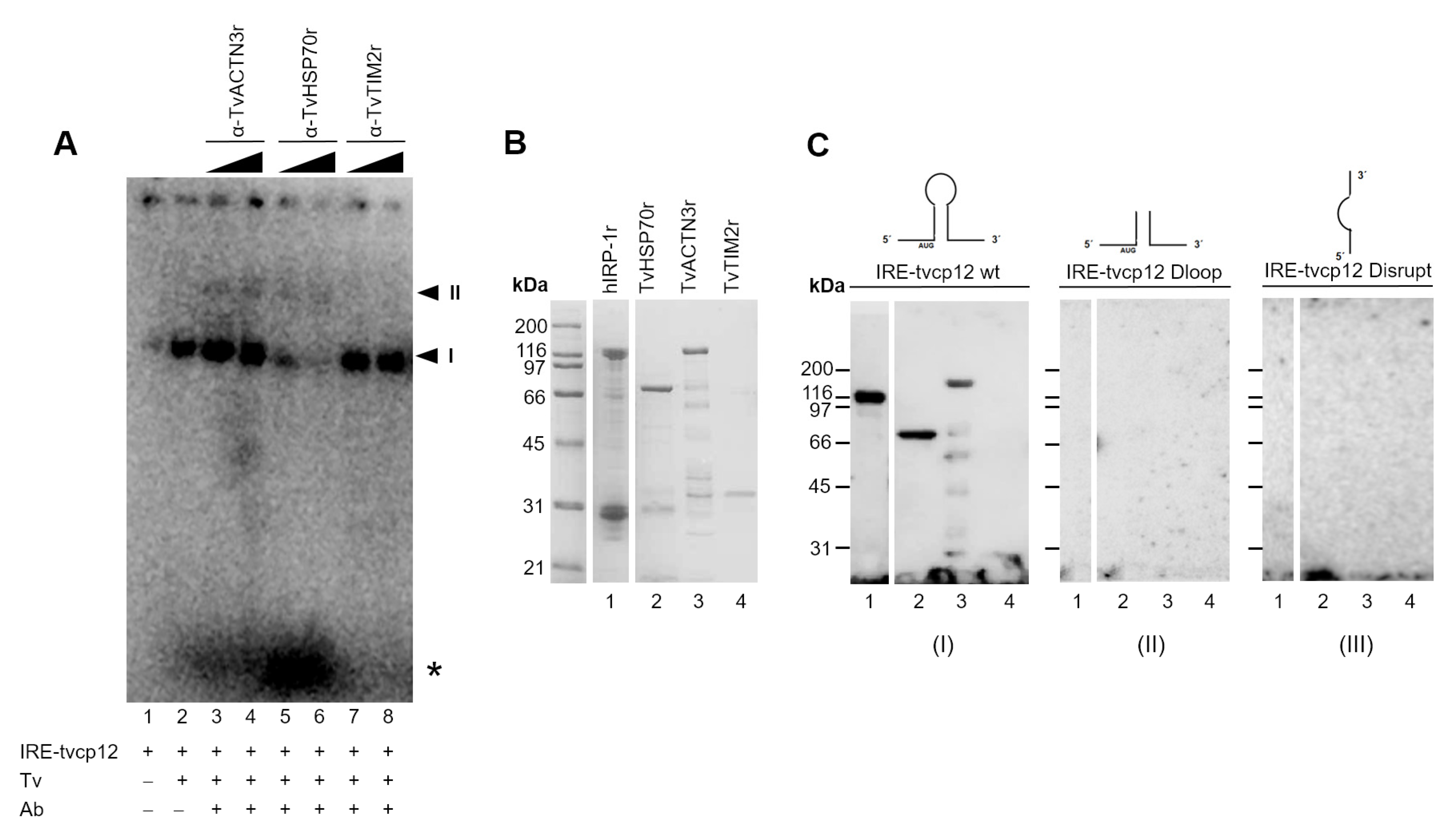 Pathogens 12 00586 g006 Pathogens 12 00586 g006