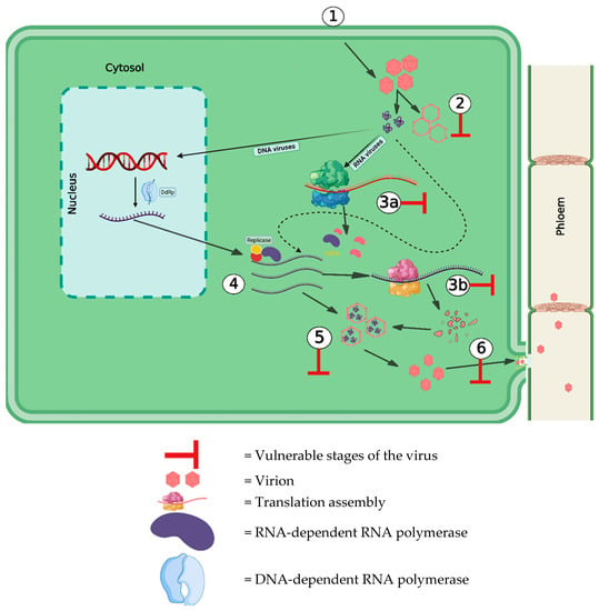 Pathogens | Free Full-Text | Natural And Engineered Resistance ...