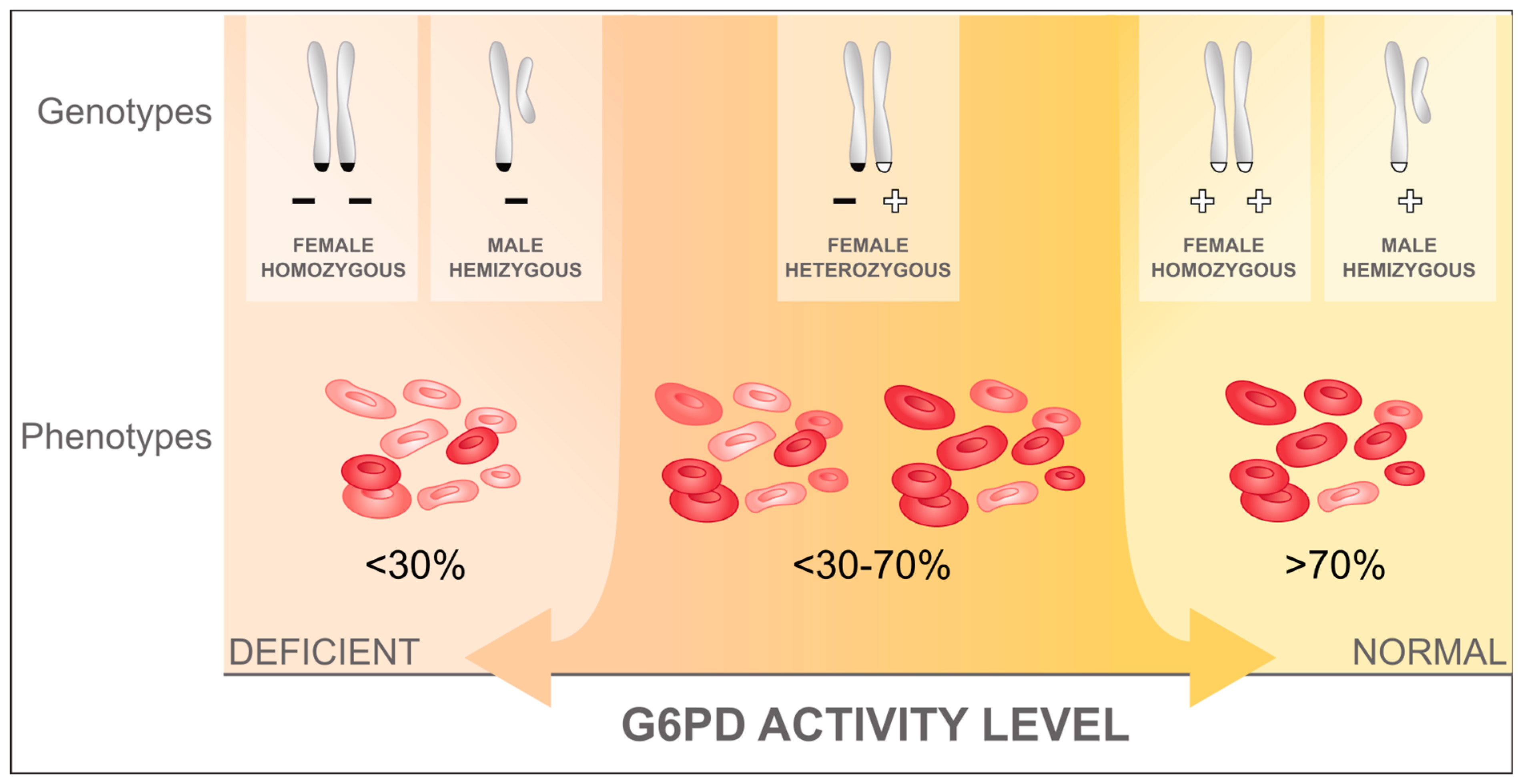 Sleeping Xxx Hd Bhau - Pathogens | Free Full-Text | A Review of the Current Status of G6PD  Deficiency Testing to Guide Radical Cure Treatment for Vivax Malaria
