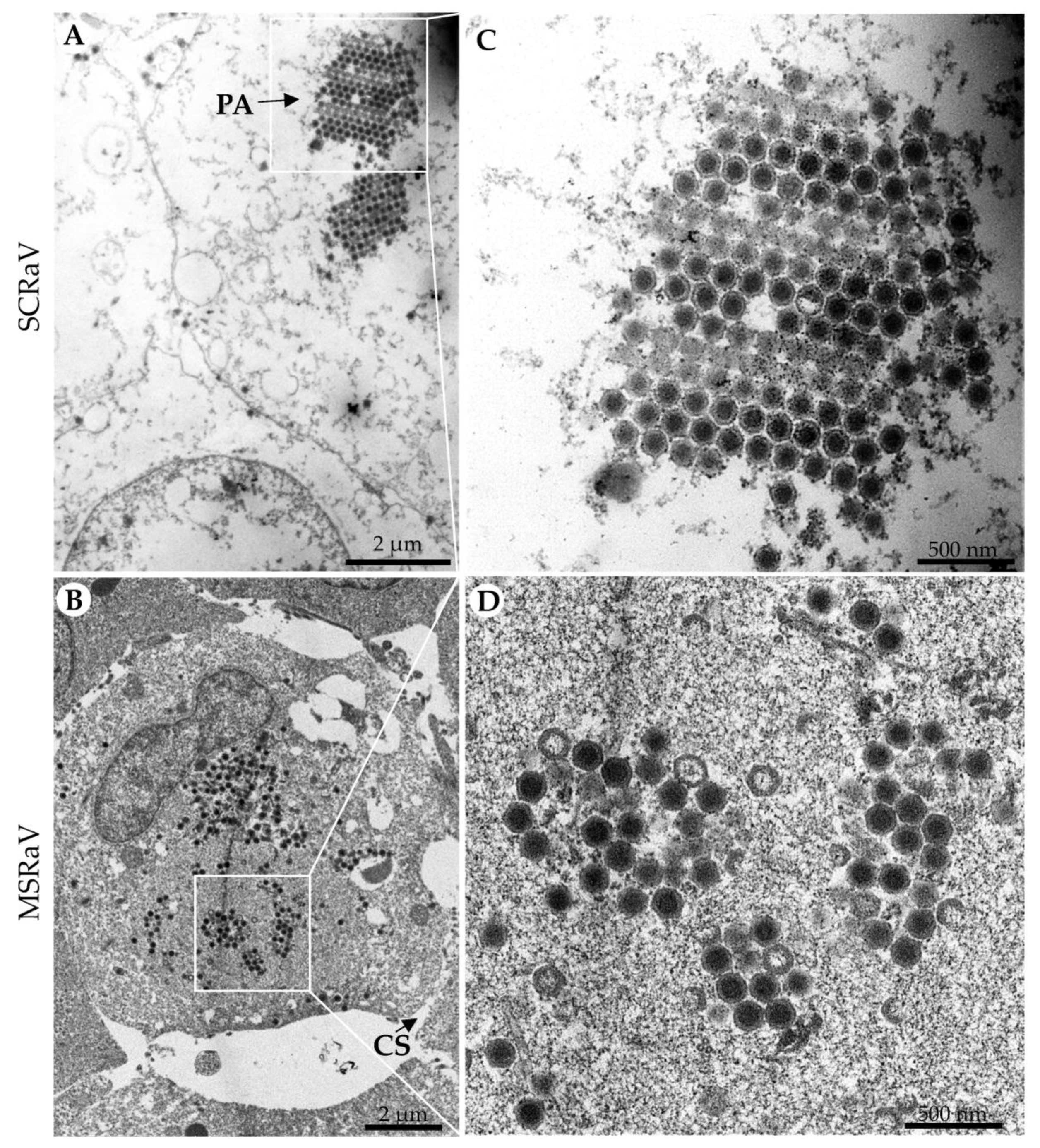 Pathogens 12 00730 g002 Pathogens 12 00730 g002