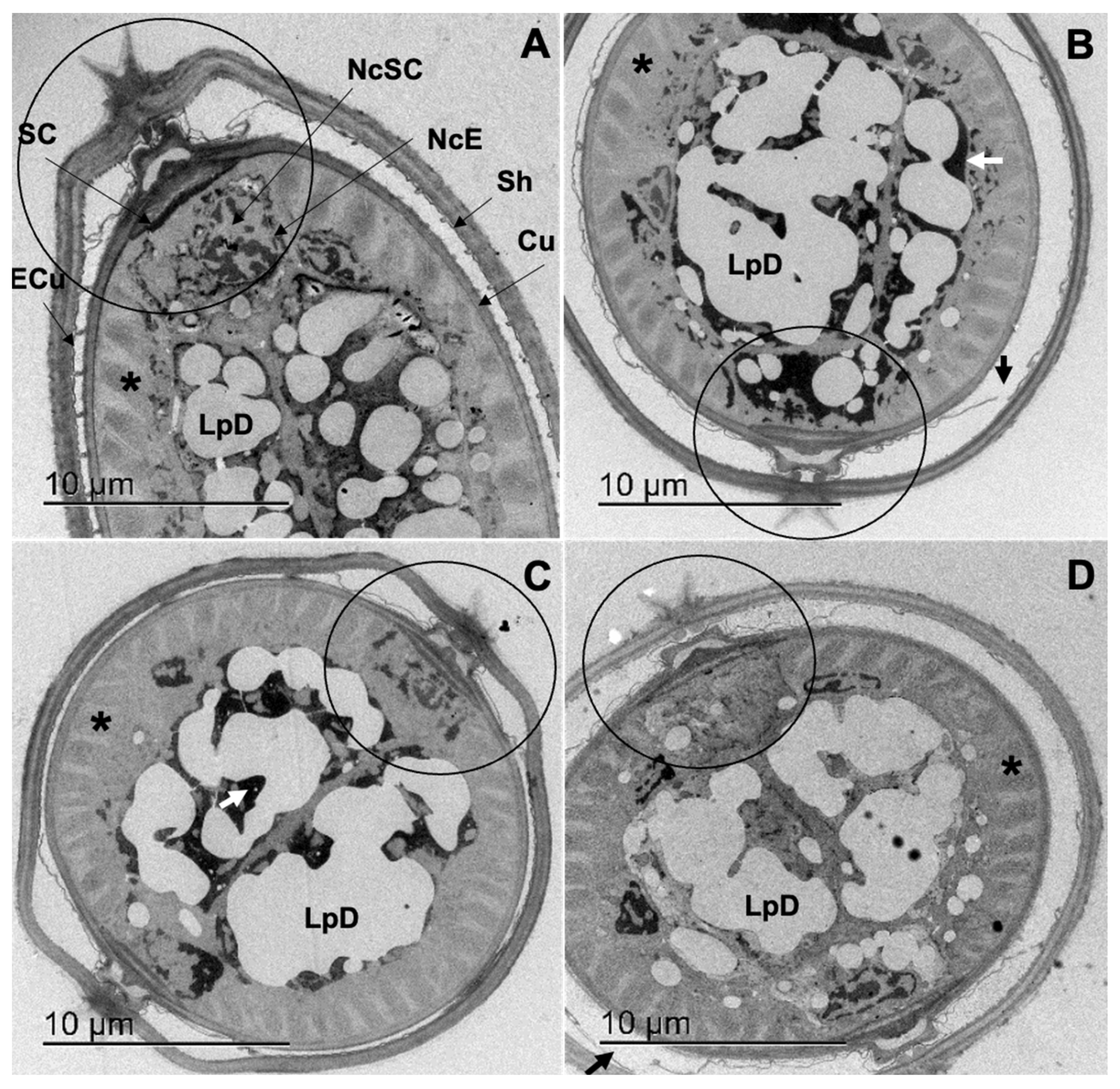 Pathogens 12 00744 g004