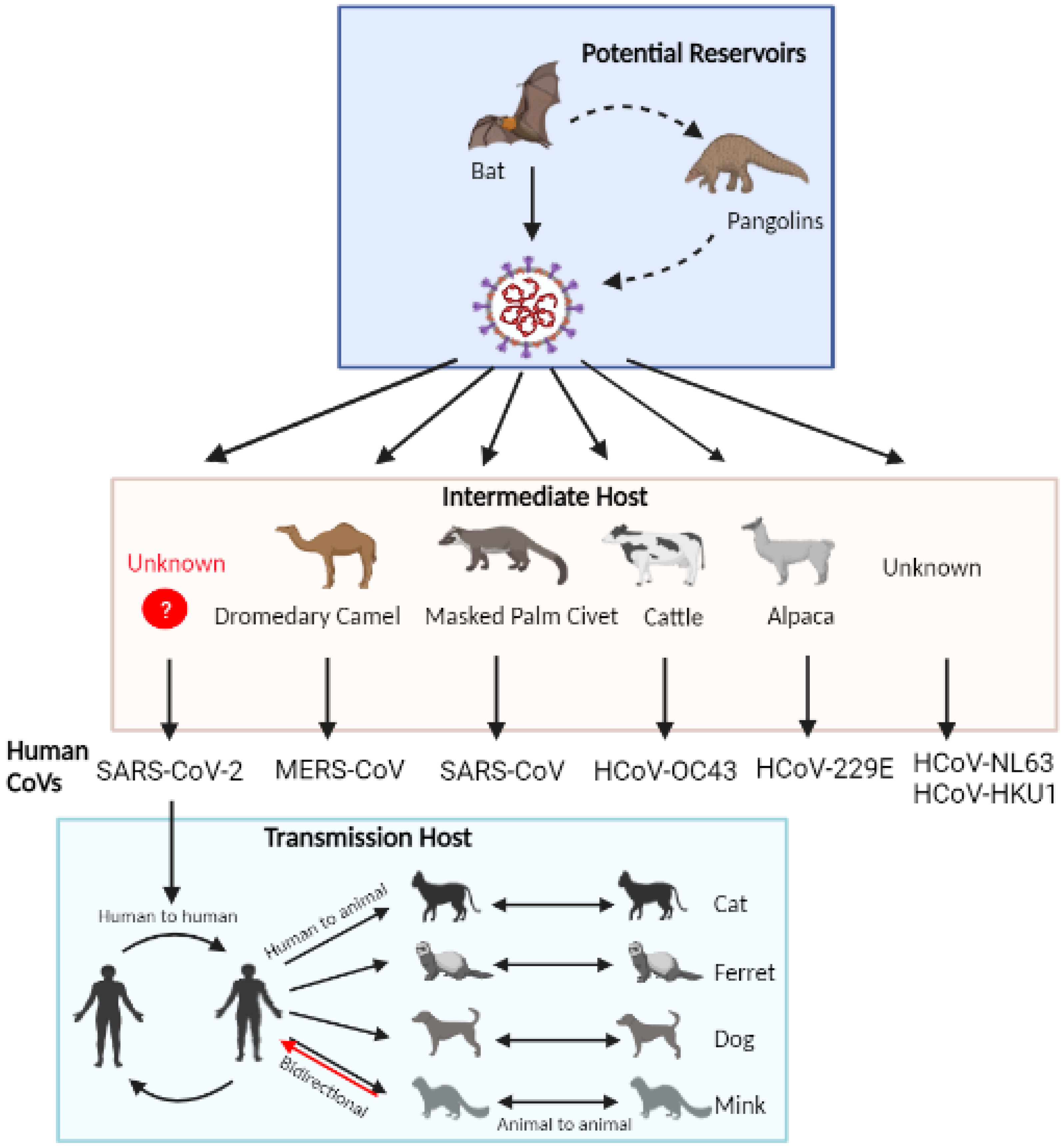 Pathogens | Free Full-Text | A SARS-CoV-2: Companion Animal ...