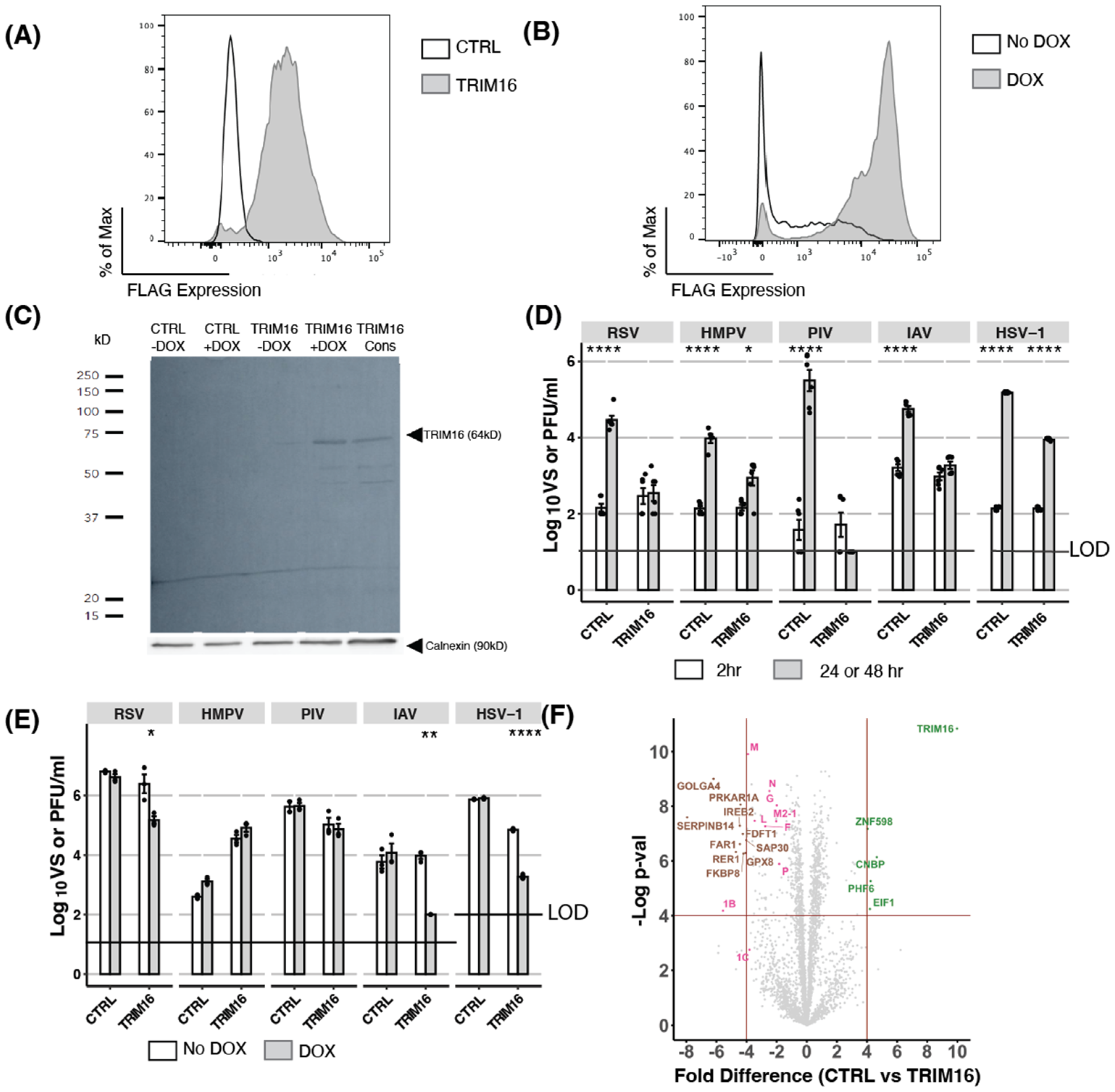 Pathogens Free Full Text TRIM16 Overexpression in HEK293T