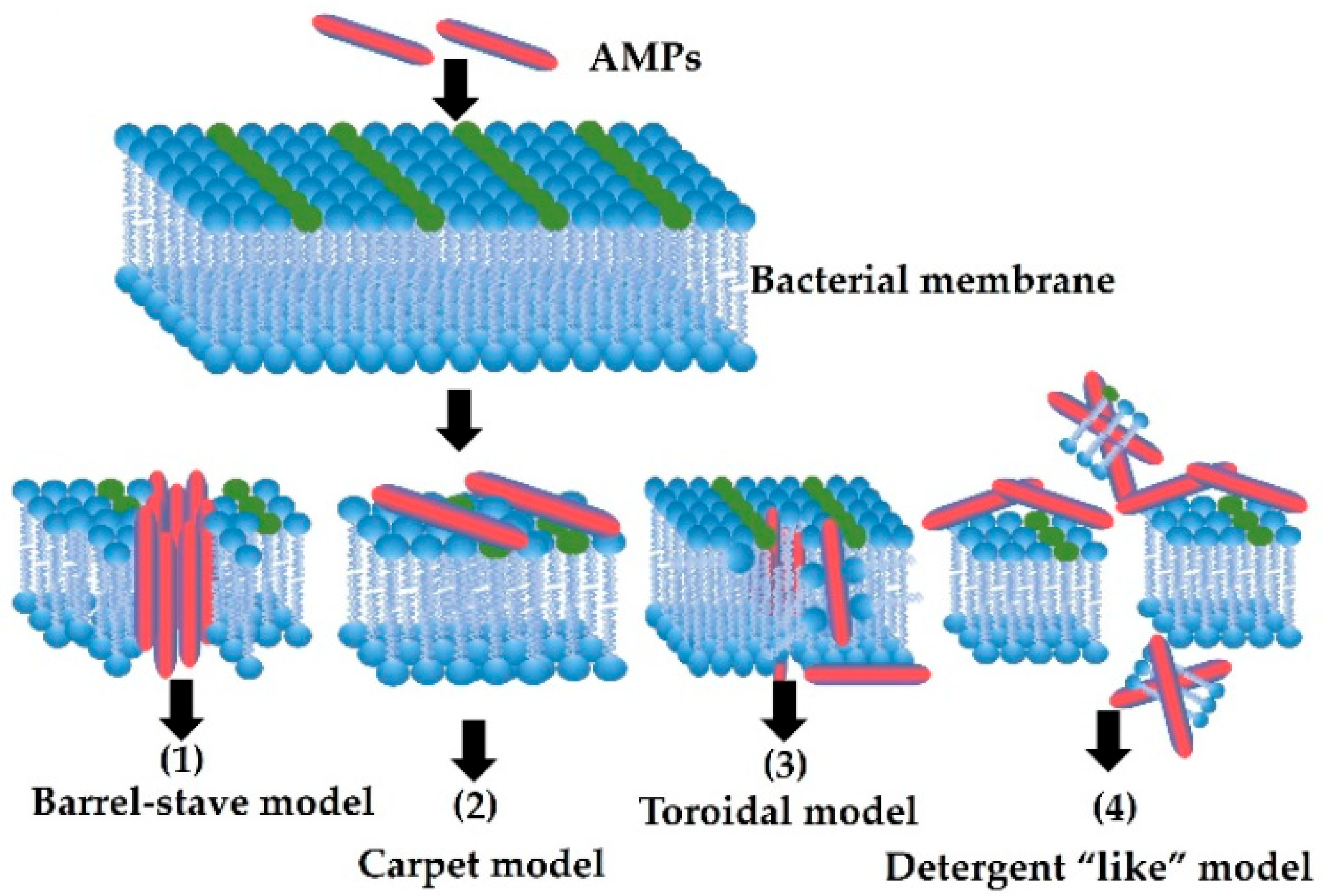 Insect Meals and Insect Antimicrobial Peptides as an Alternative for ...