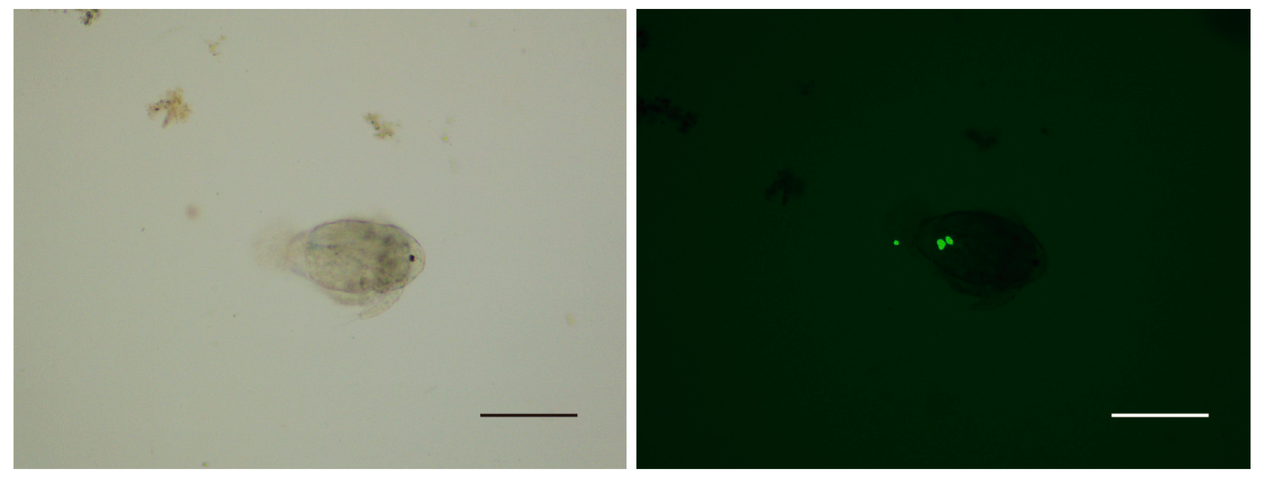 Pathogens 12 00860 g002