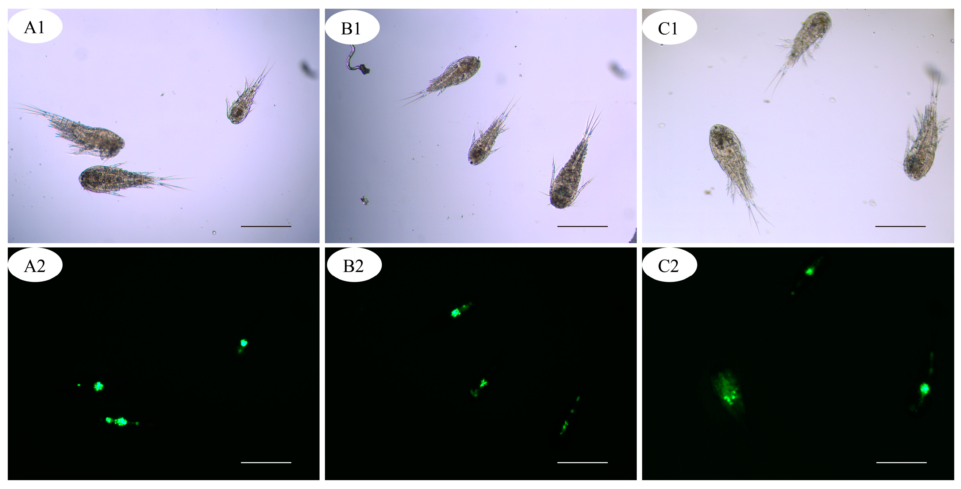 Pathogens 12 00860 g003