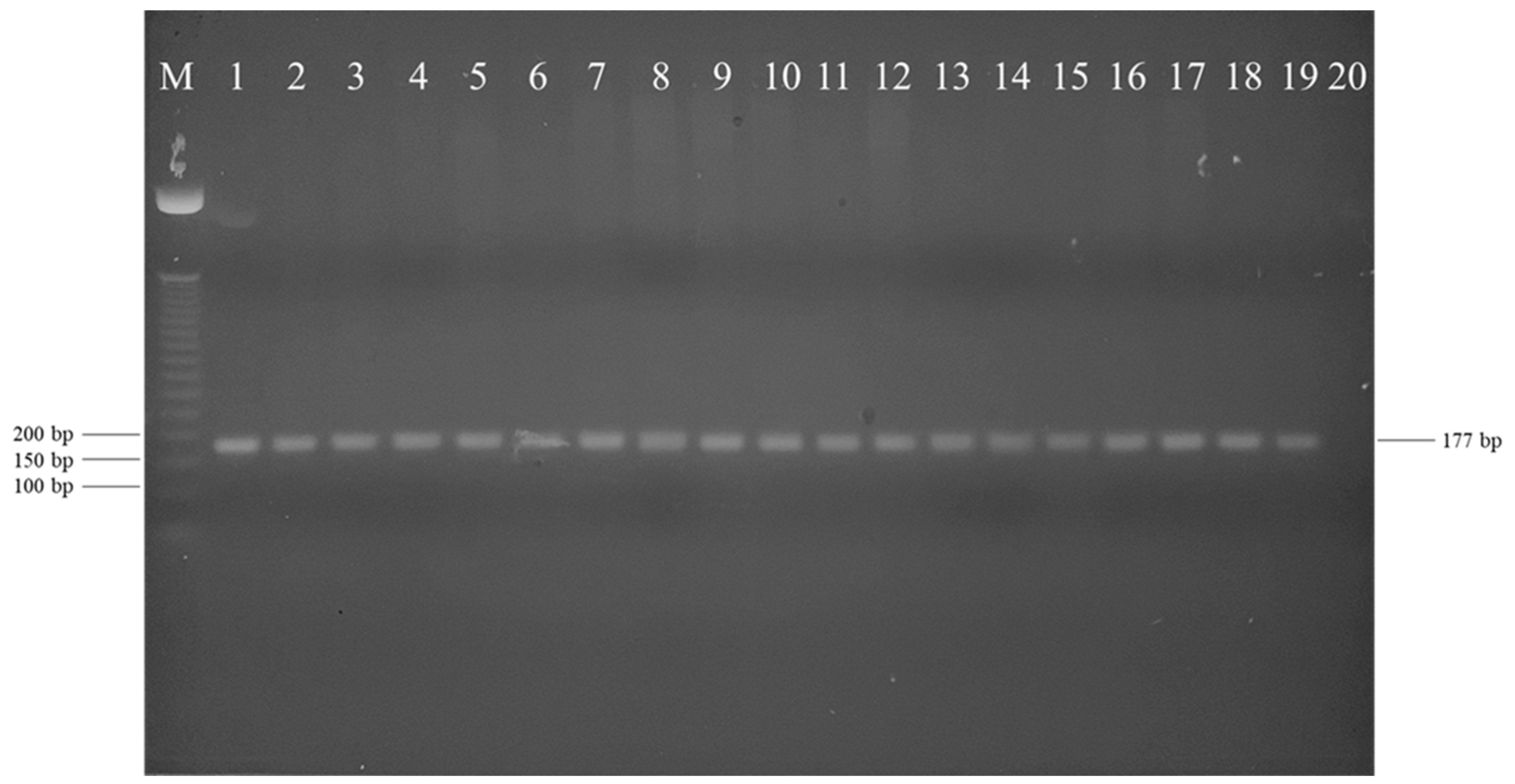 Pathogens 12 00871 g005 Pathogens 12 00871 g005