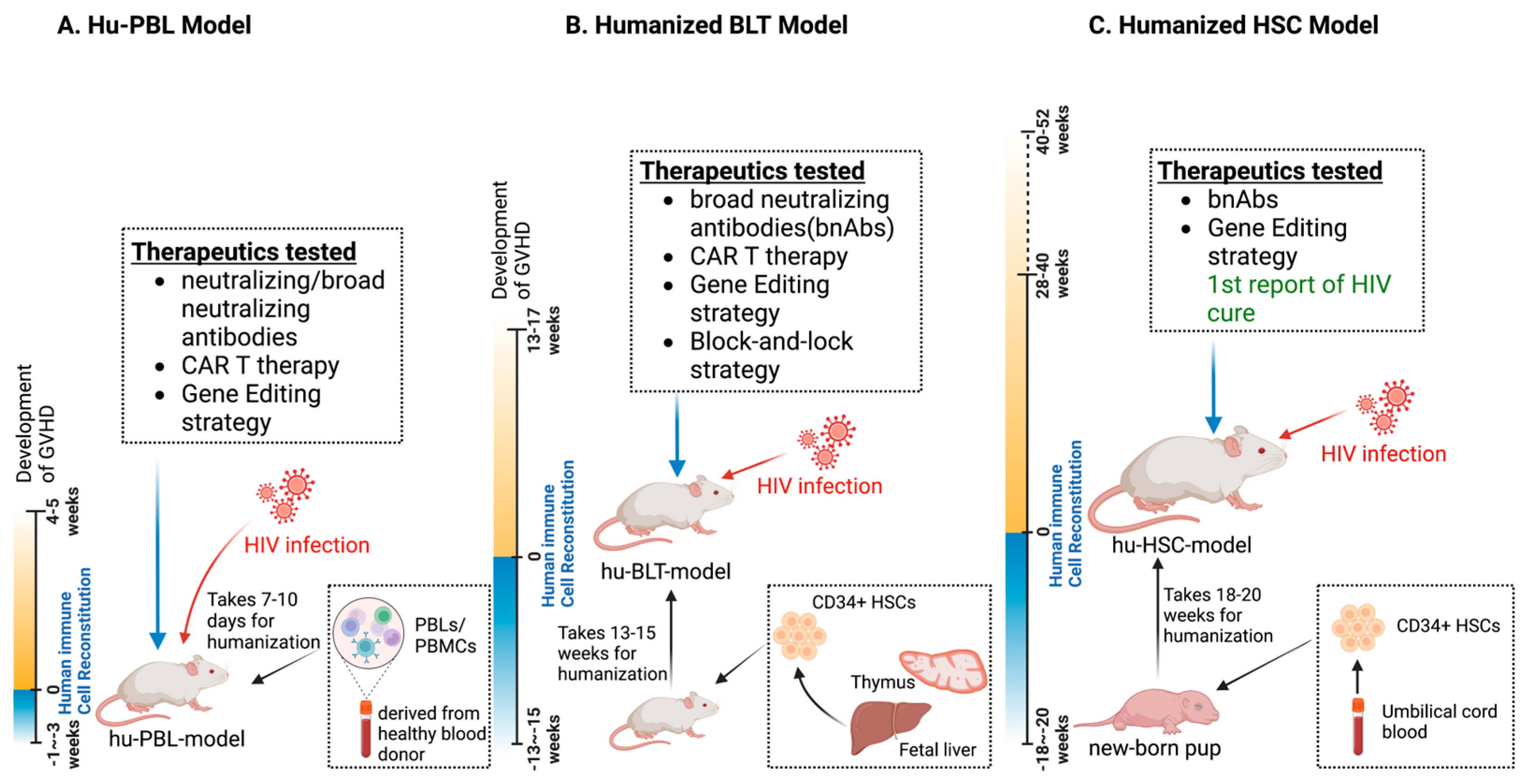 Pathogens | Free Full-Text | Humanized Mice for Studies of HIV-1  Persistence and Elimination