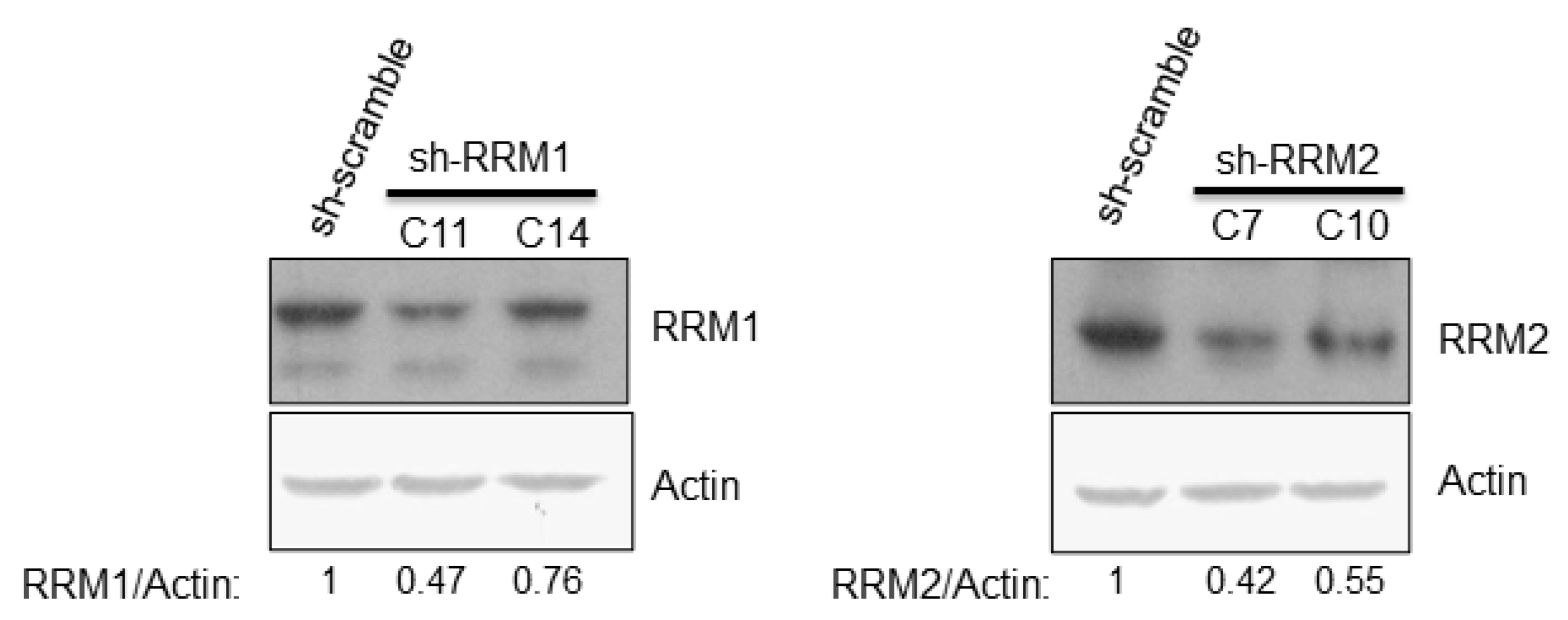 Pathogens 12 00892 g003