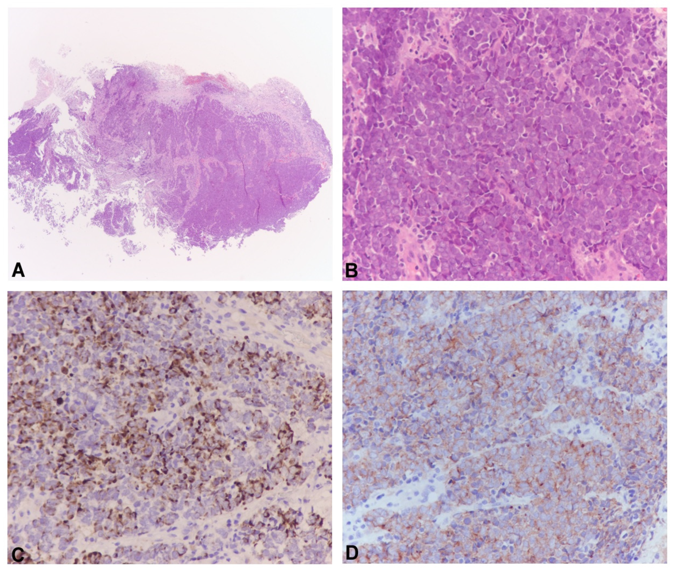 Pathogens 12 00894 g001 Pathogens 12 00894 g001